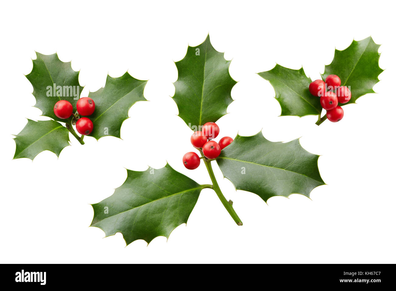 Christmas Holly With Red Berries. Traditional festive decoration. Holly branch with red berries on white. Stock Photo