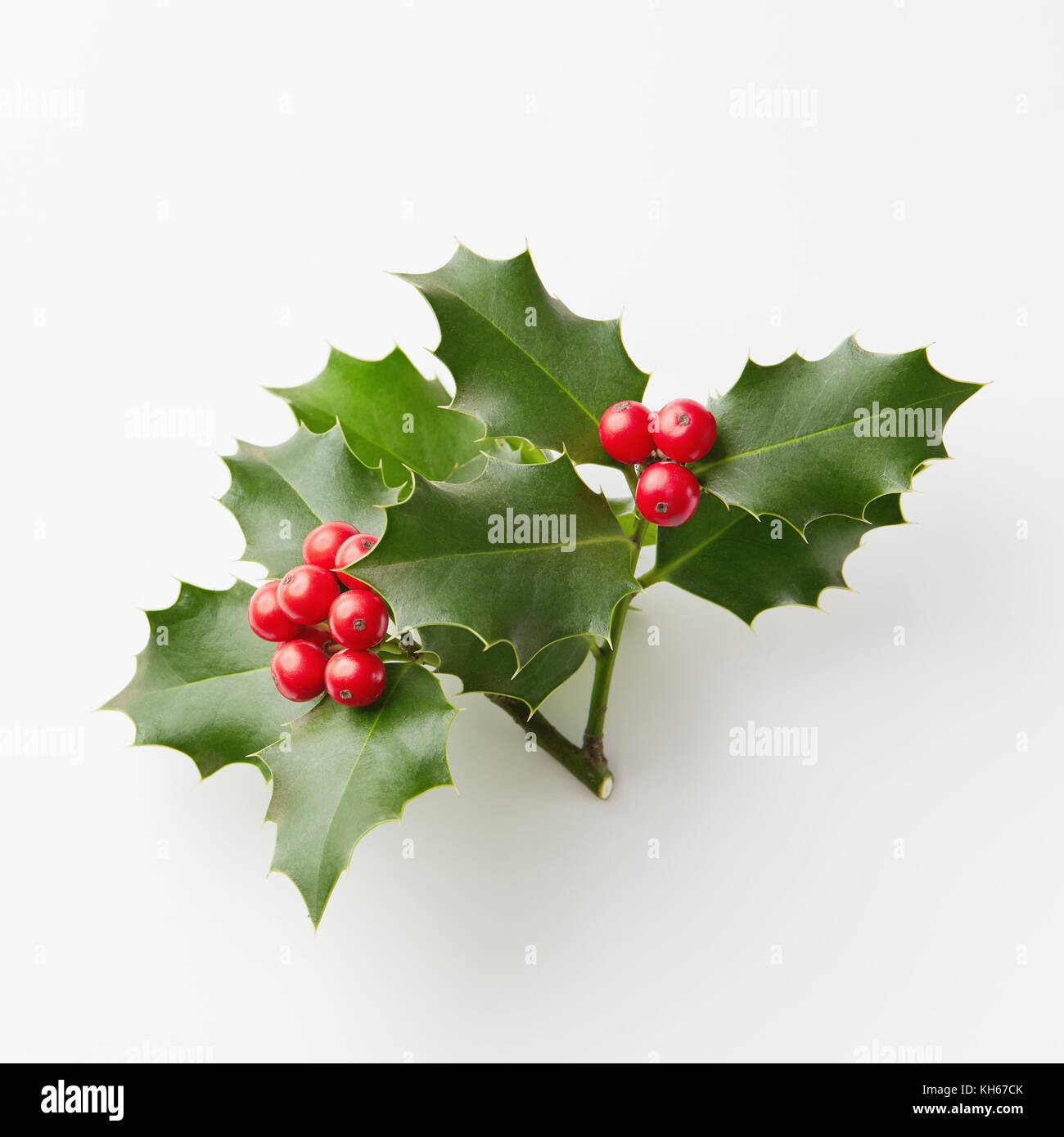 Christmas Holly With Red Berries. Traditional festive decoration. Stock Photo