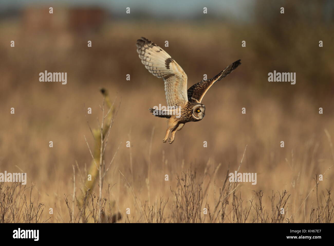 Hunting Short-eared Owl, three linked images of an Owl flying over a mossland meadow Stock Photo