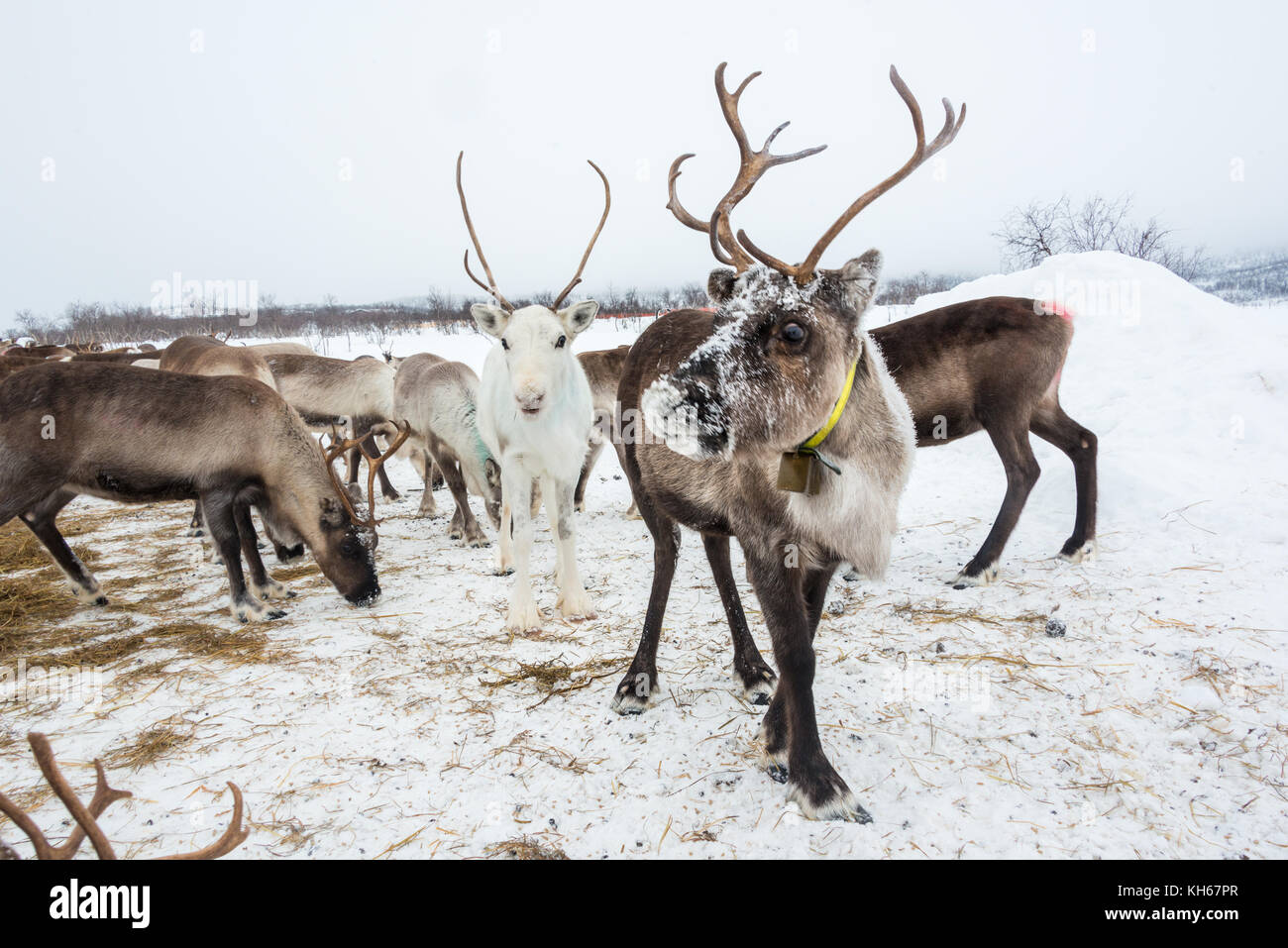 Reindeer herd, in winter, Lapland, Northern Finland Stock Photo