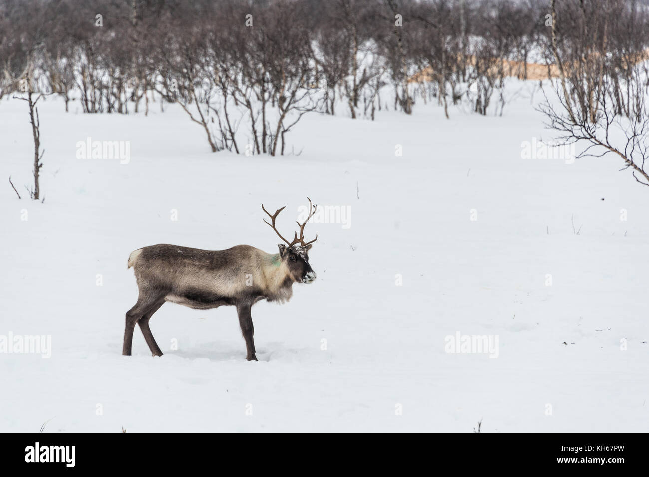 Reindeer  in winter, Lapland, Northern Finland- space for text Stock Photo