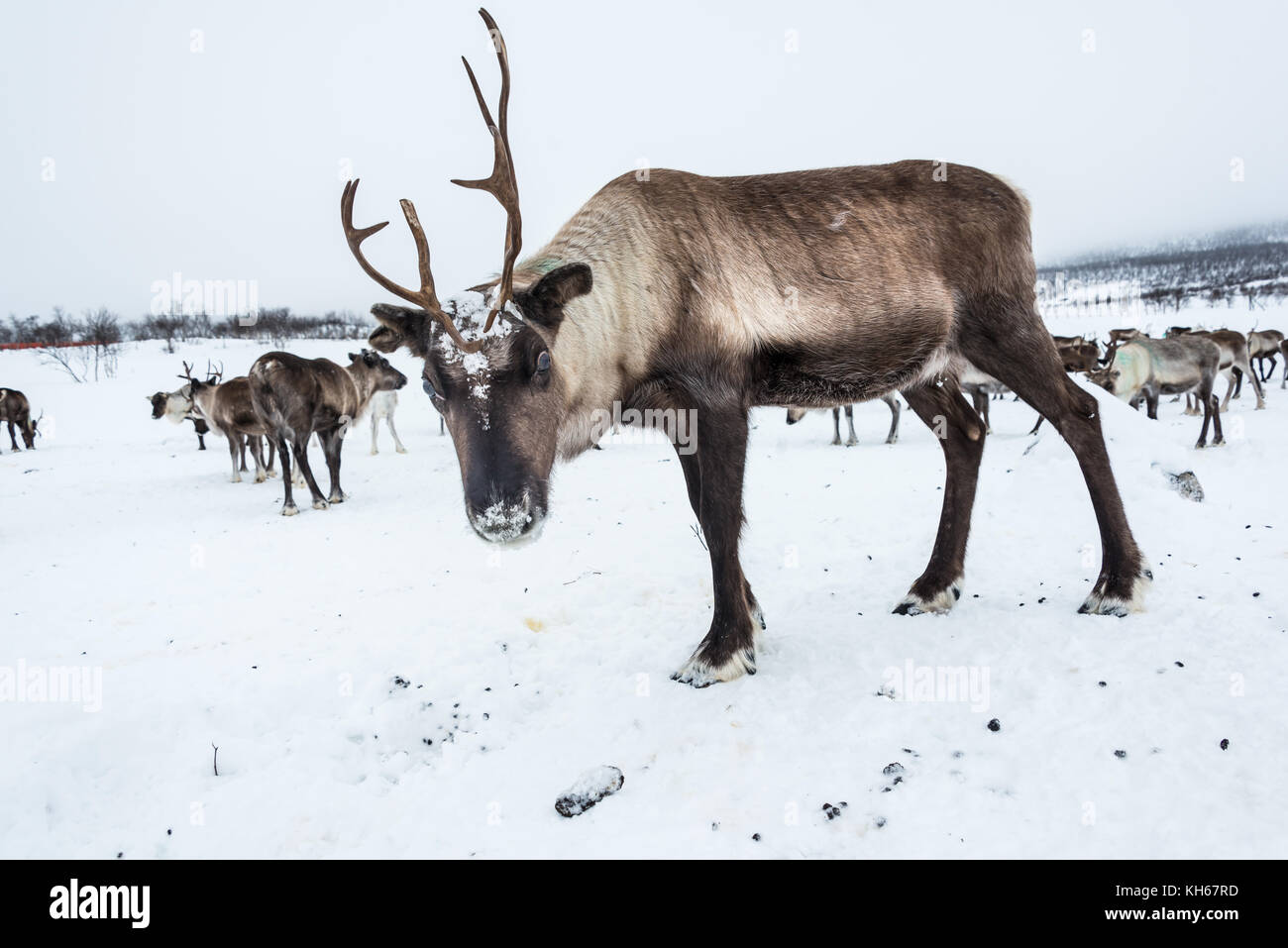 Reindeer  in winter, Lapland, Northern Finland Stock Photo