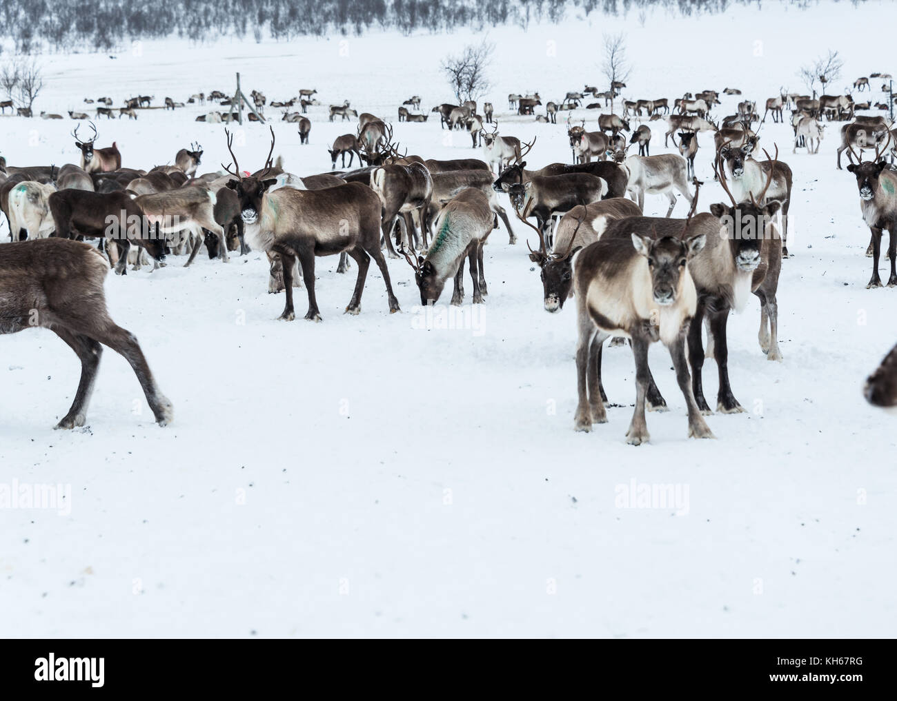 Reindeer herd, in winter, Lapland, Northern Finland Stock Photo