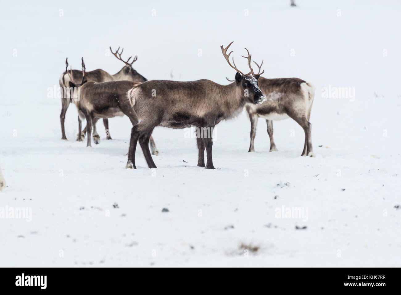 Reindeer herd, in winter, Lapland, Northern Finland - space for text Stock Photo