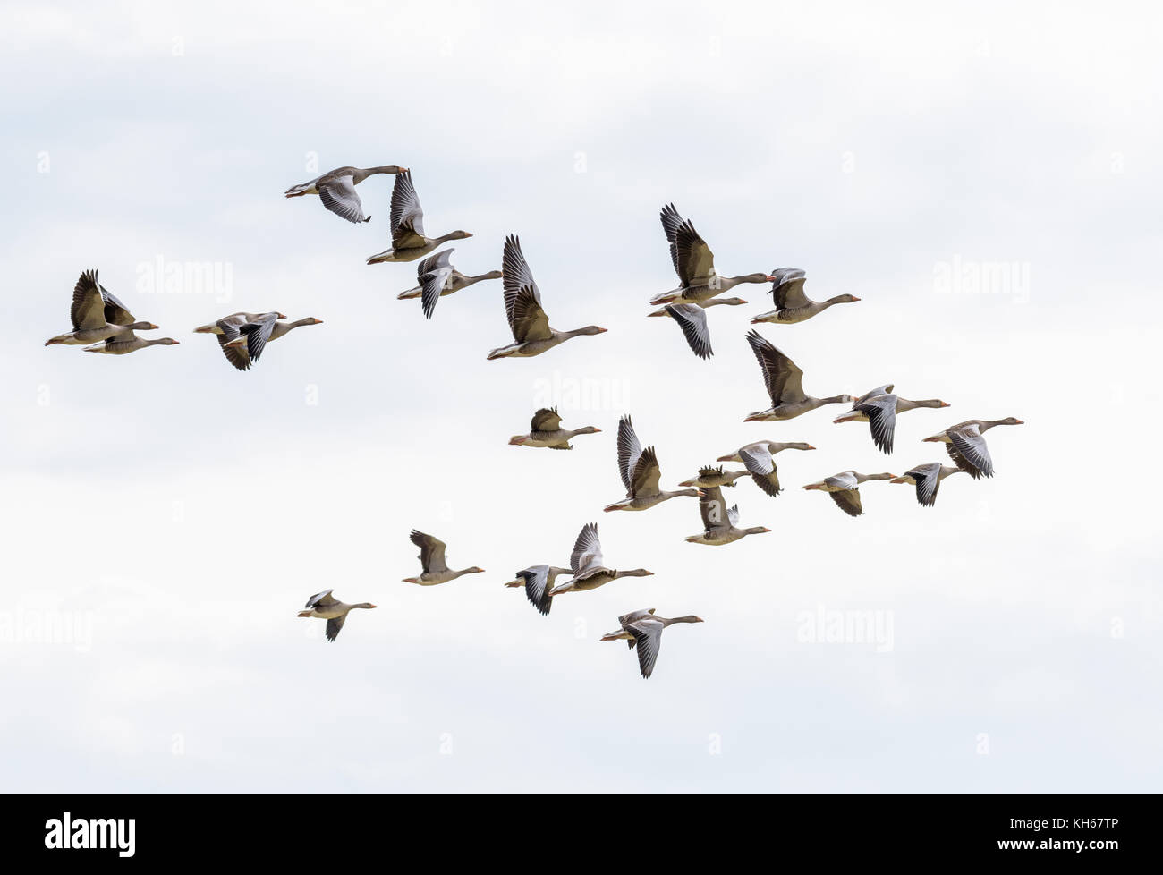 A flock of greylag geese is flying in formation isolated against the sky. Stock Photo