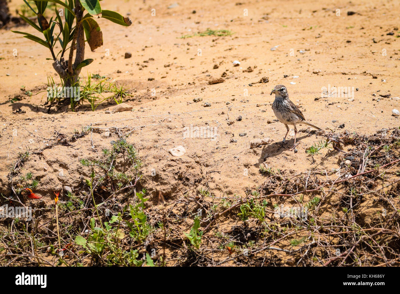 Berthelot's Pipit (anthus berthelotii madeirensis) wild bird looking for food in Porto Santo Island, north of Madeira, Portugal Stock Photo