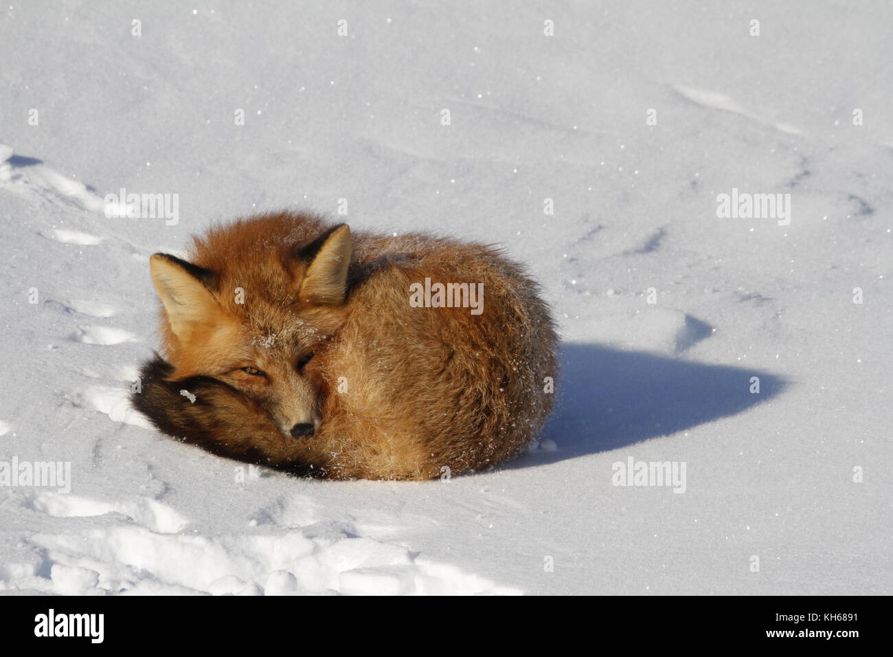 Red fox (Vulpes vulpes) curled up in a snowbank while staring found near Churchill, Manitoba Canada Stock Photo