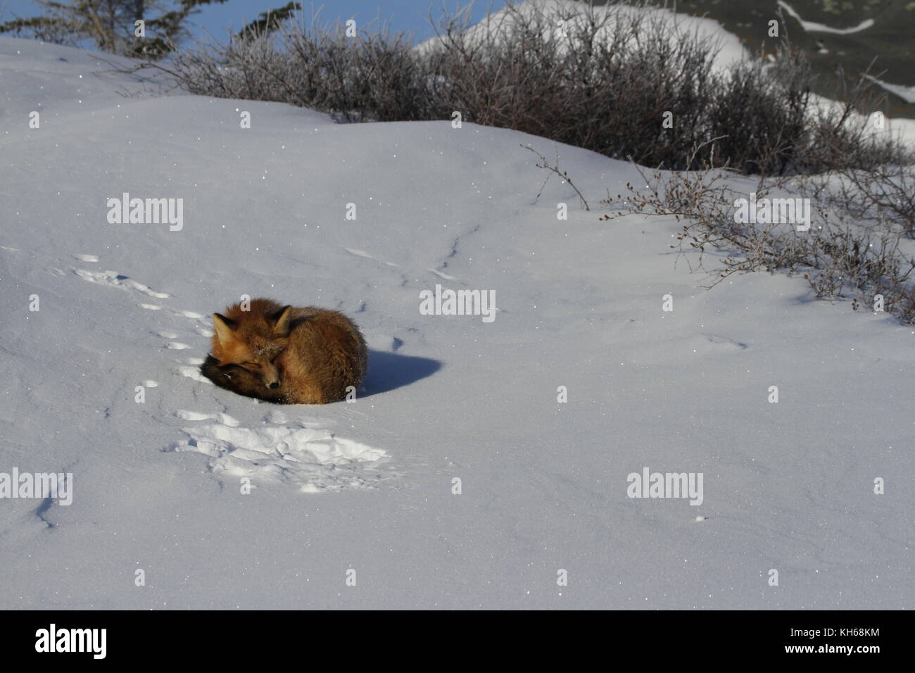 Red fox (Vulpes vulpes) curled up in a snowbank near Churchill, Manitoba Canada Stock Photo