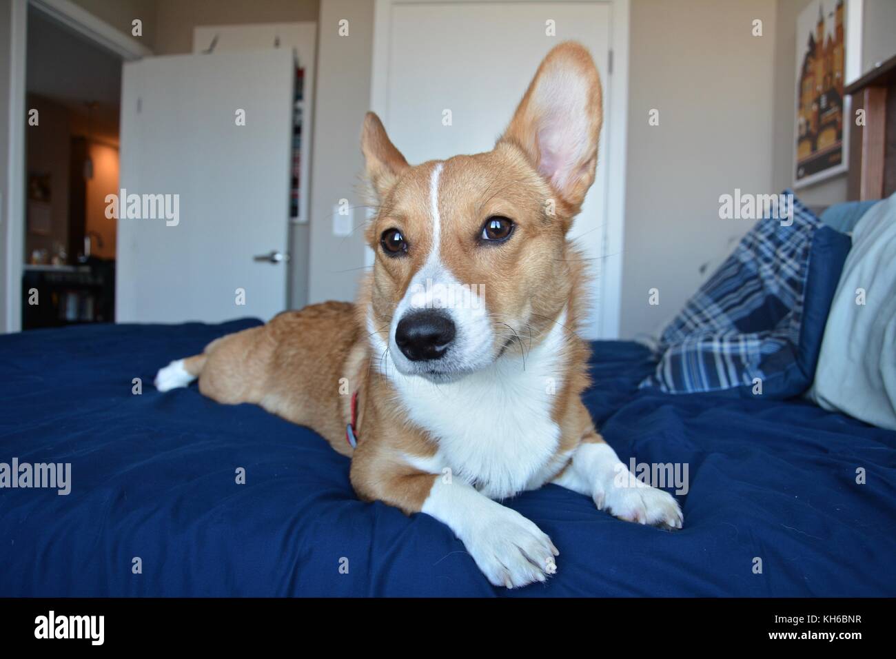 A red sable Welsh Pembroke Puppy indoors Stock Photo Alamy