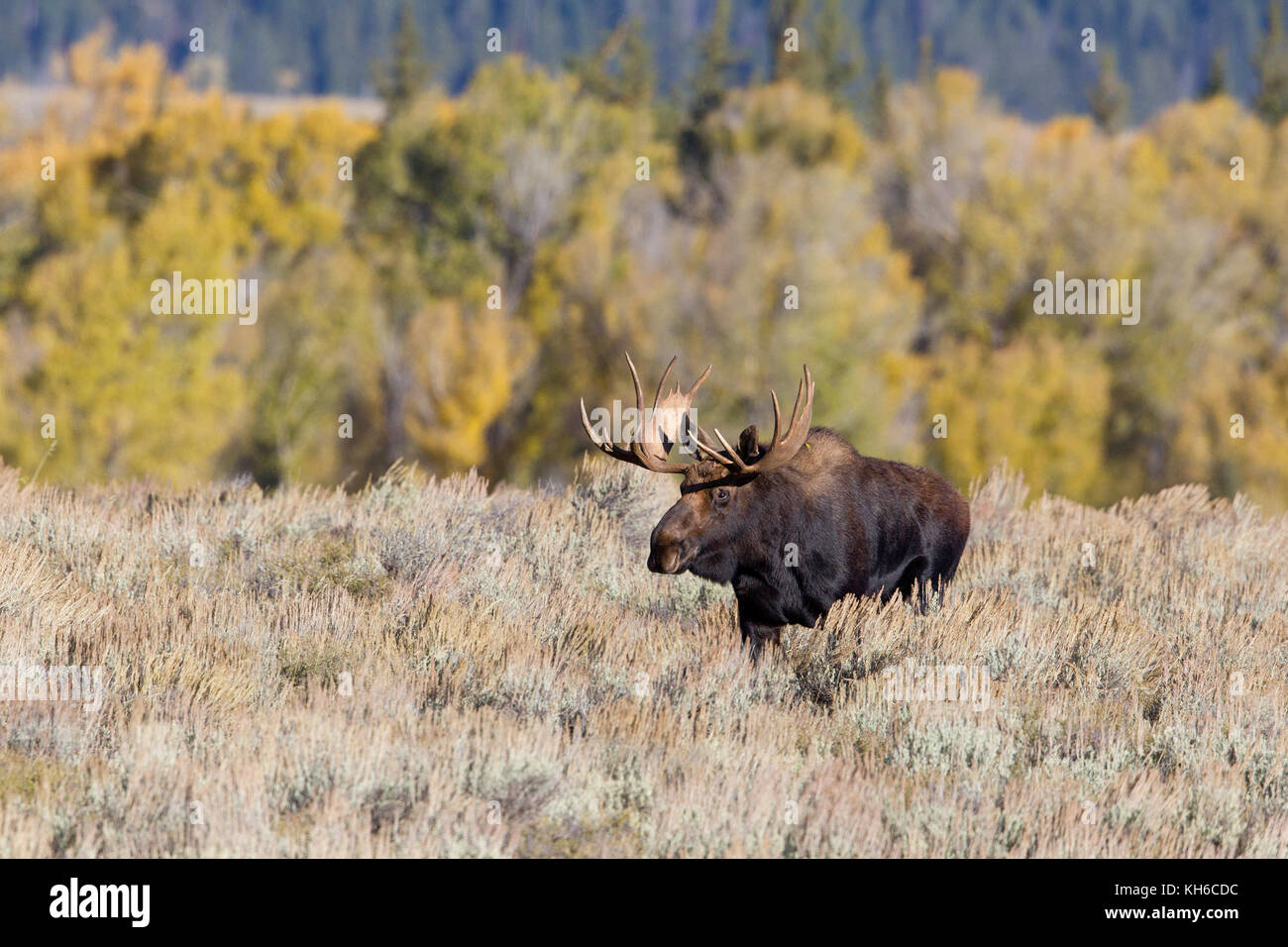 Bull Moose Stock Photo