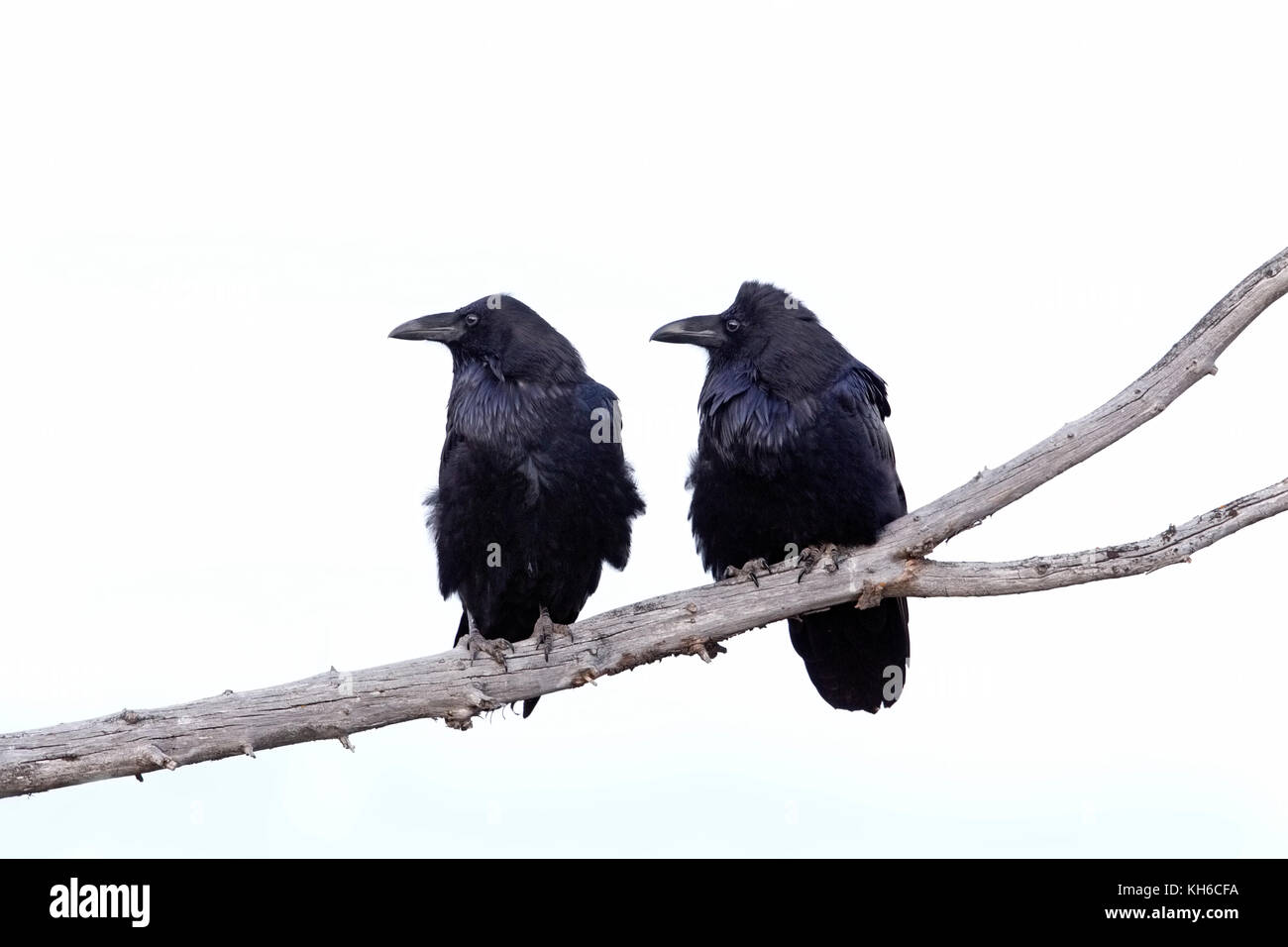 Pair of Common Ravens Stock Photo - Alamy