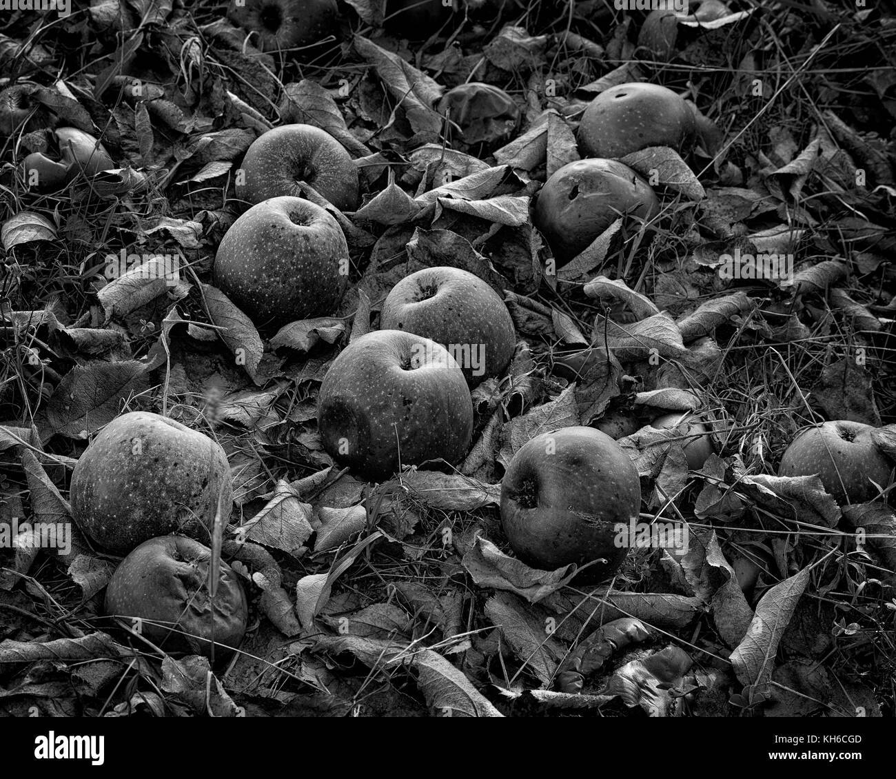 A finely detailed image of fallen and decomposing apples on the ground in an apple orchard near Washington, Virginia during the fall harvest season. Stock Photo