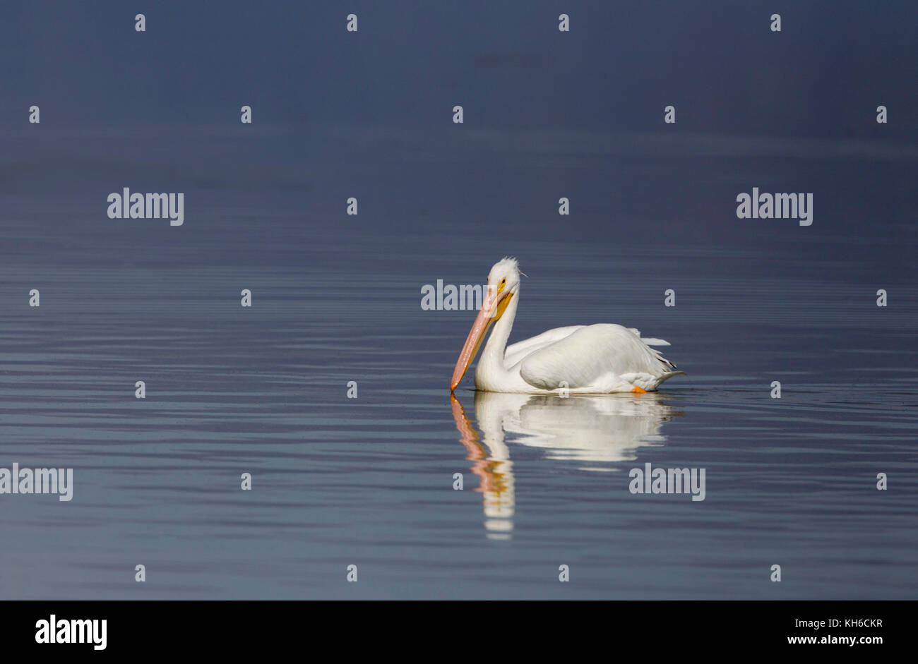 White Pelican on Blue Water Stock Photo