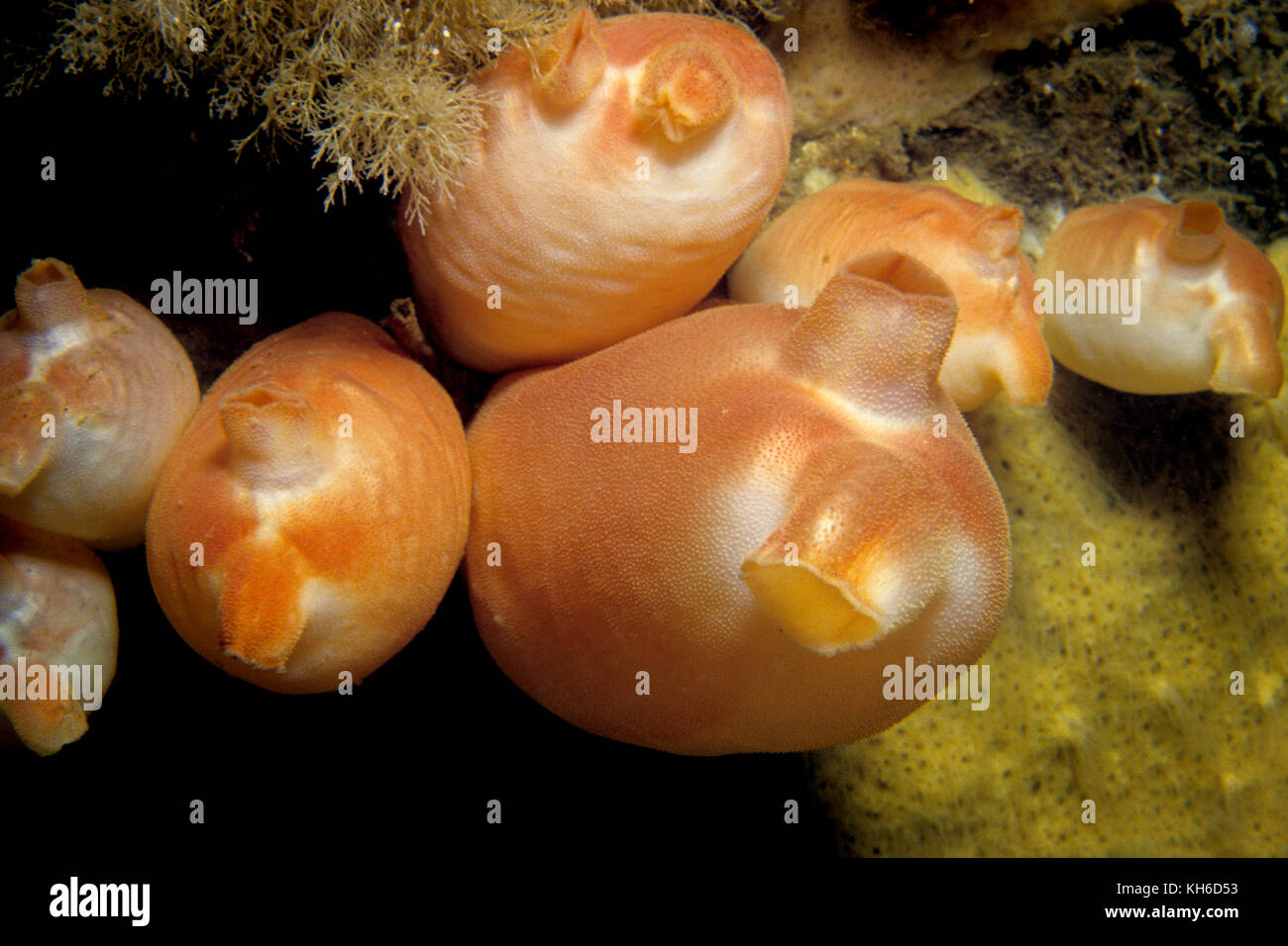 Sea peach underwater in the S.Lawrence River Stock Photo