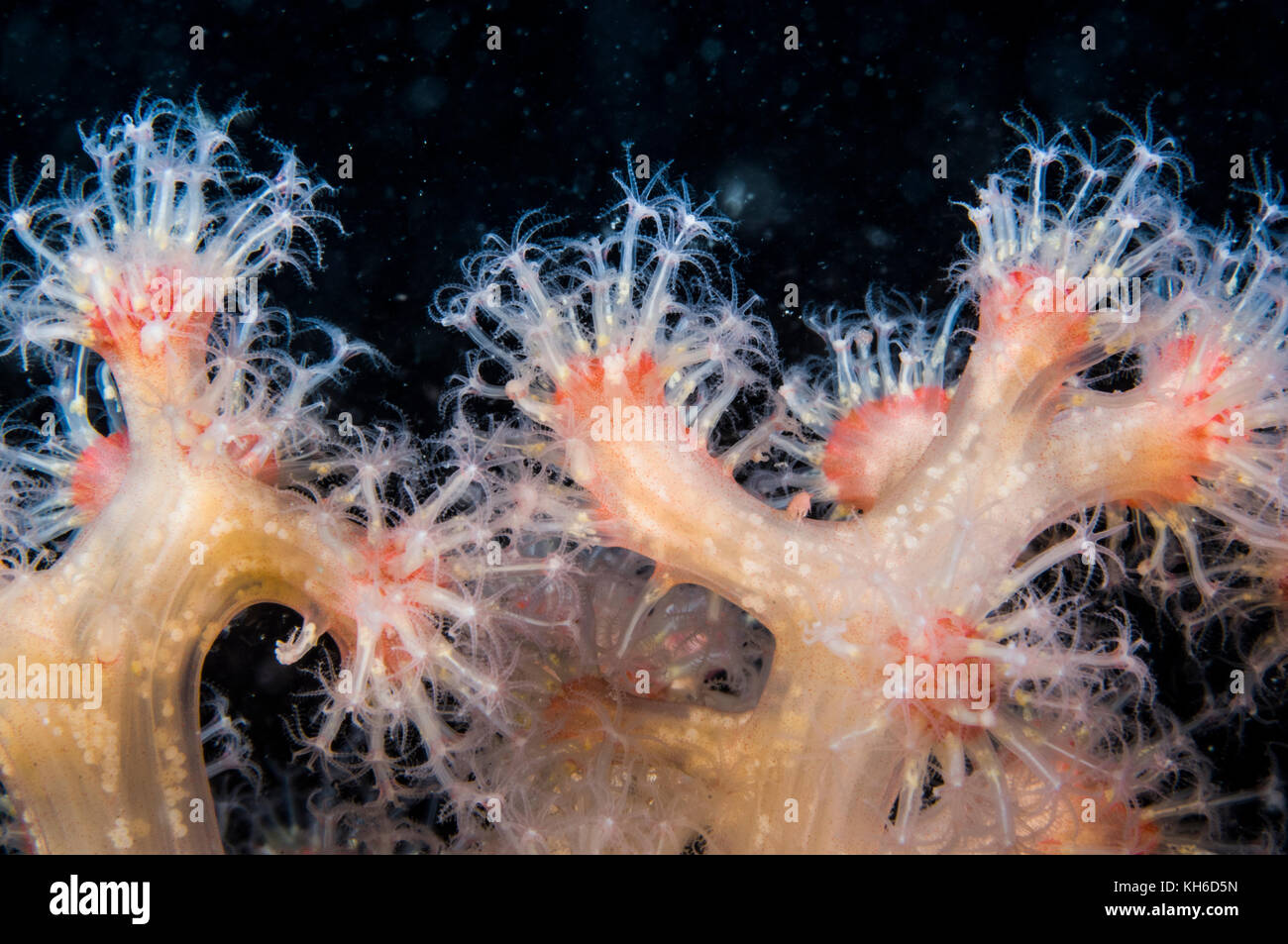 Close up of the tentacles of a Red Soft Coral in the cold waters of the ...