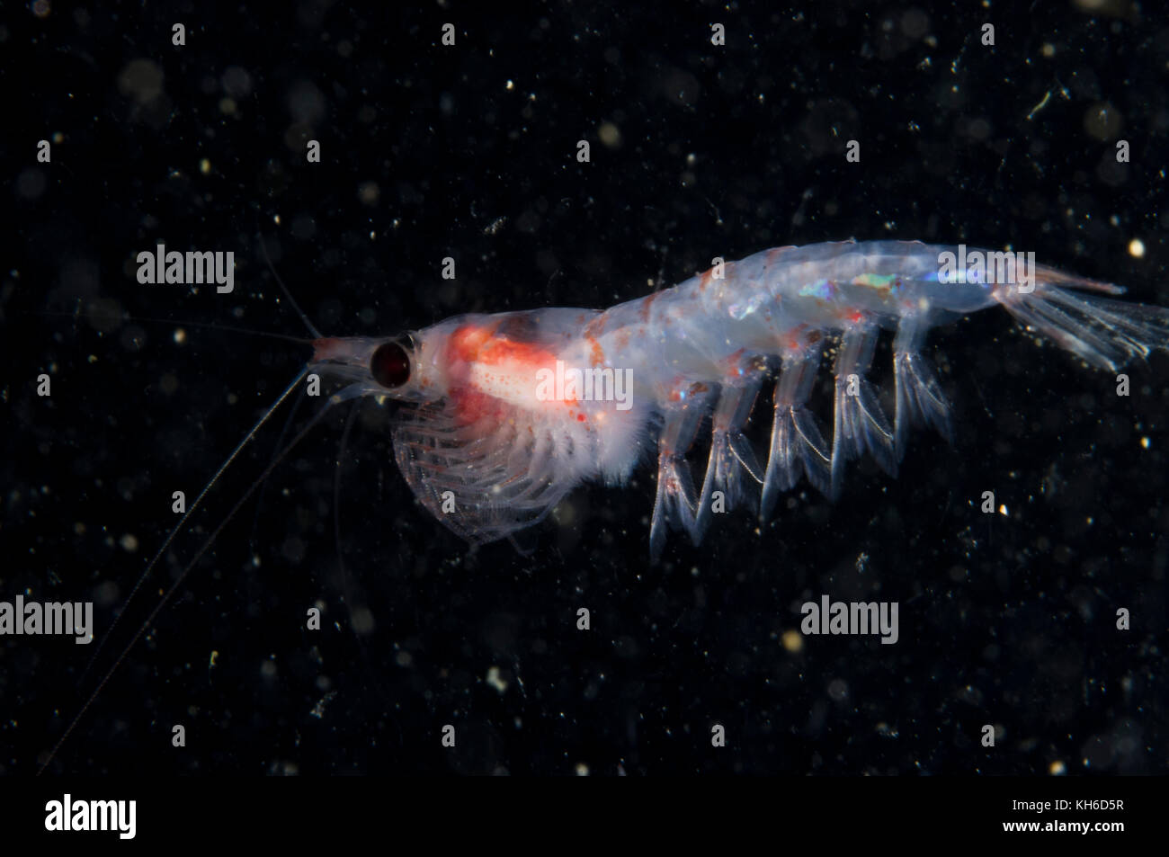 Krill drifting underwater in the St. Lawrence River in Canada Stock Photo