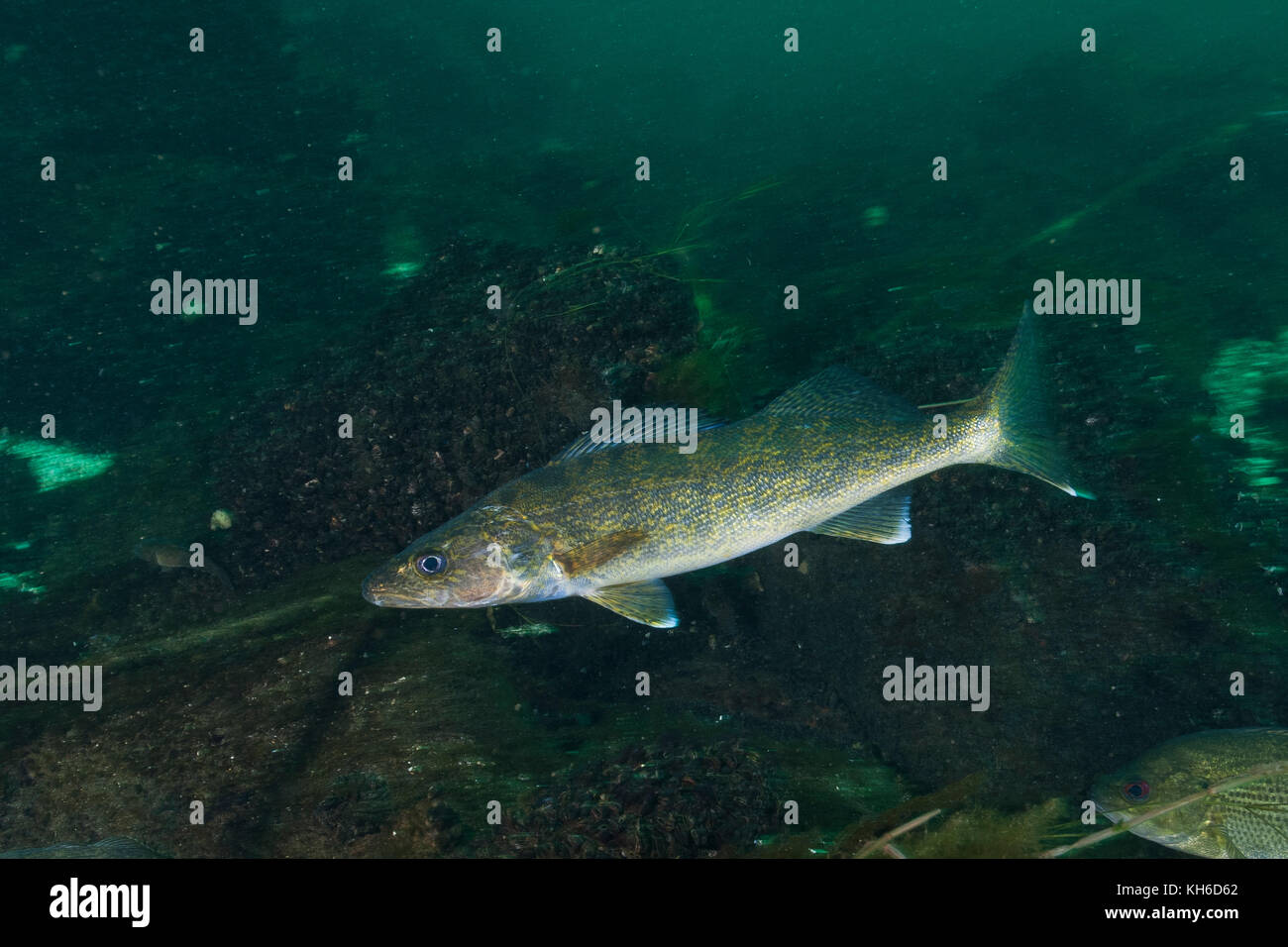 Walleye fish in the St-Lawrence River Stock Photo