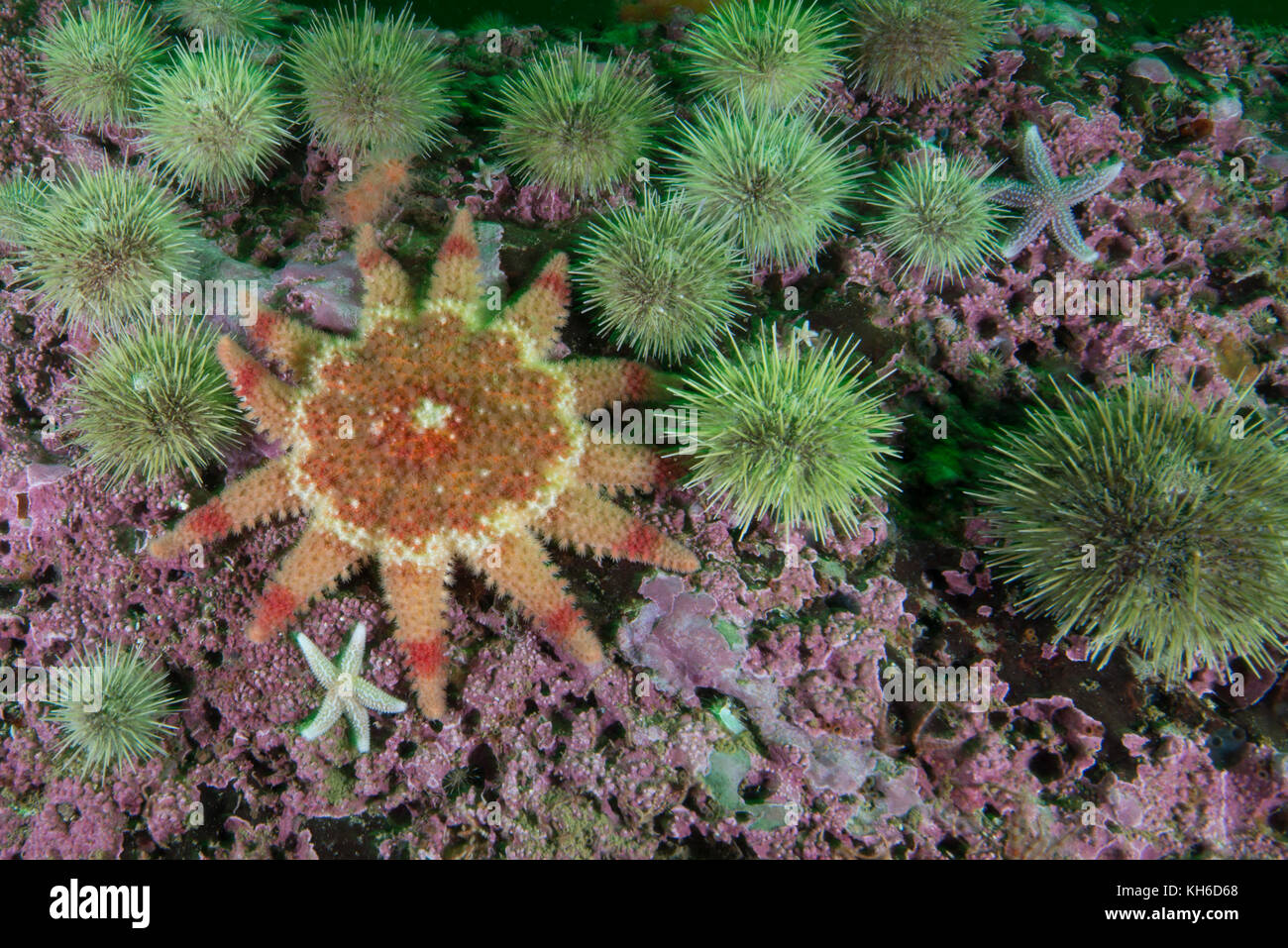 Spiny Sun Star underwater in the St. Lawrence River in Canada Stock Photo