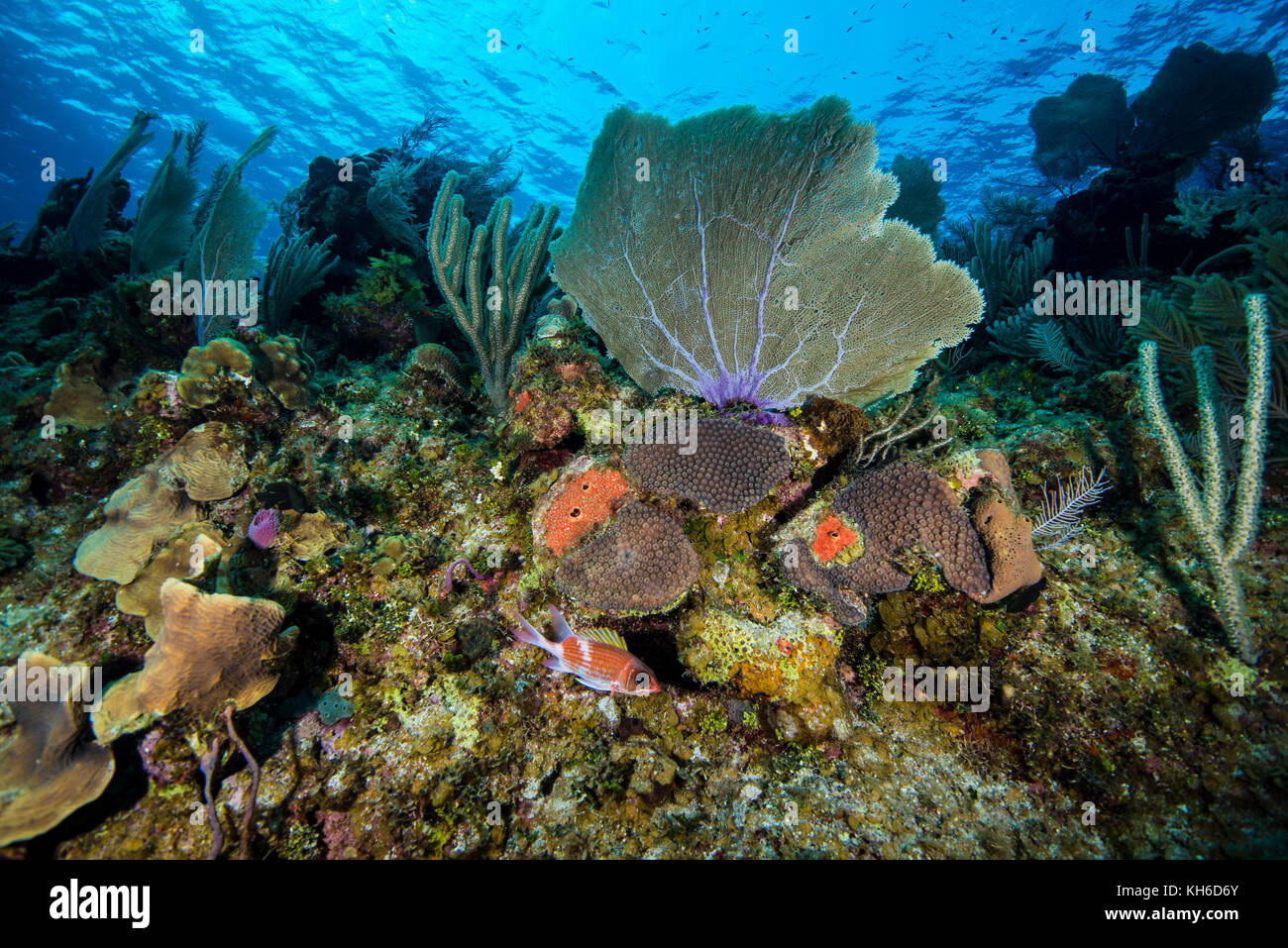 Underwater seascape and sea fan at Little Cayman in the Caribbean Stock Photo