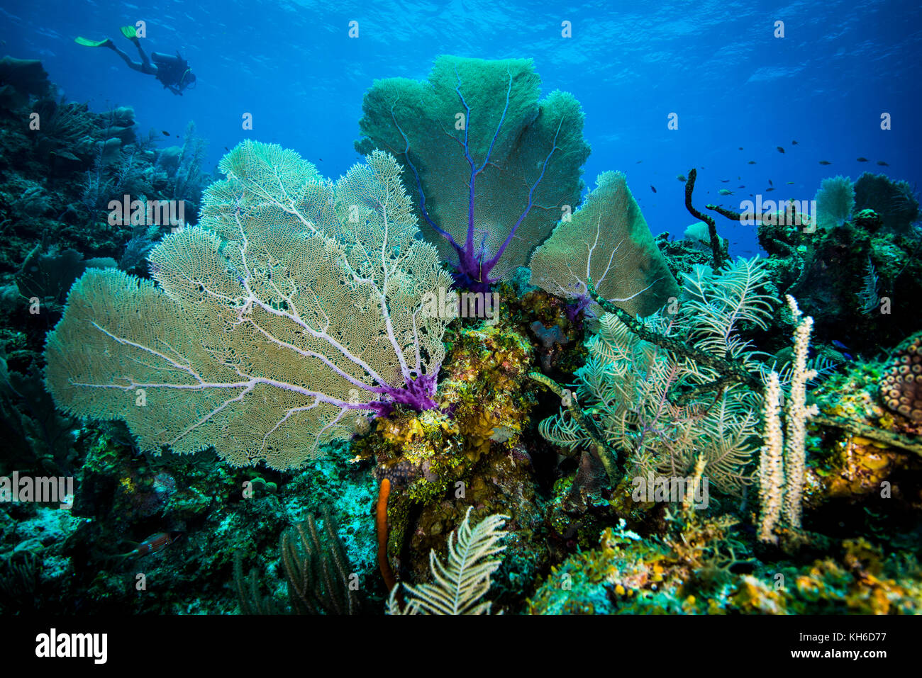 Underwater seascape and scuba diver at Little Cayman Stock Photo Alamy