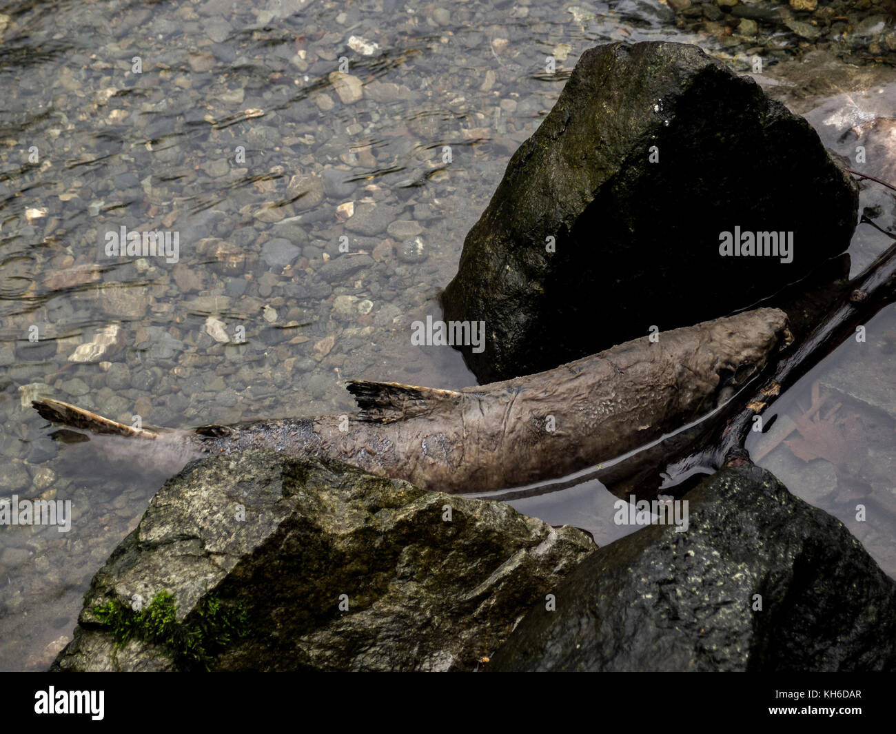 A Chum Salmon carcass after spawning in British Columbia, Canada. Stock Photo