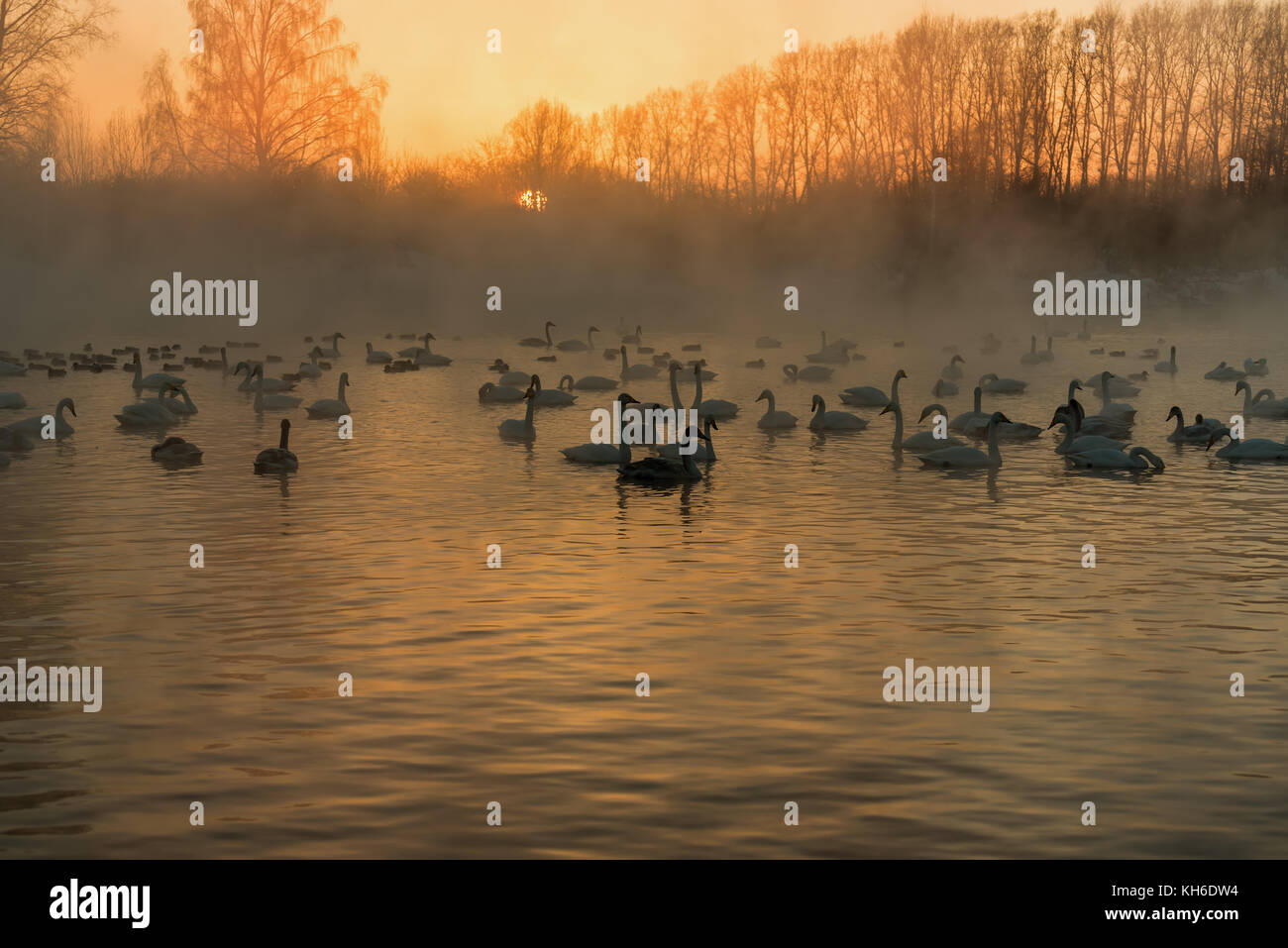 Swans in a fog on the lake ice-free in winter at sunset Stock Photo - Alamy