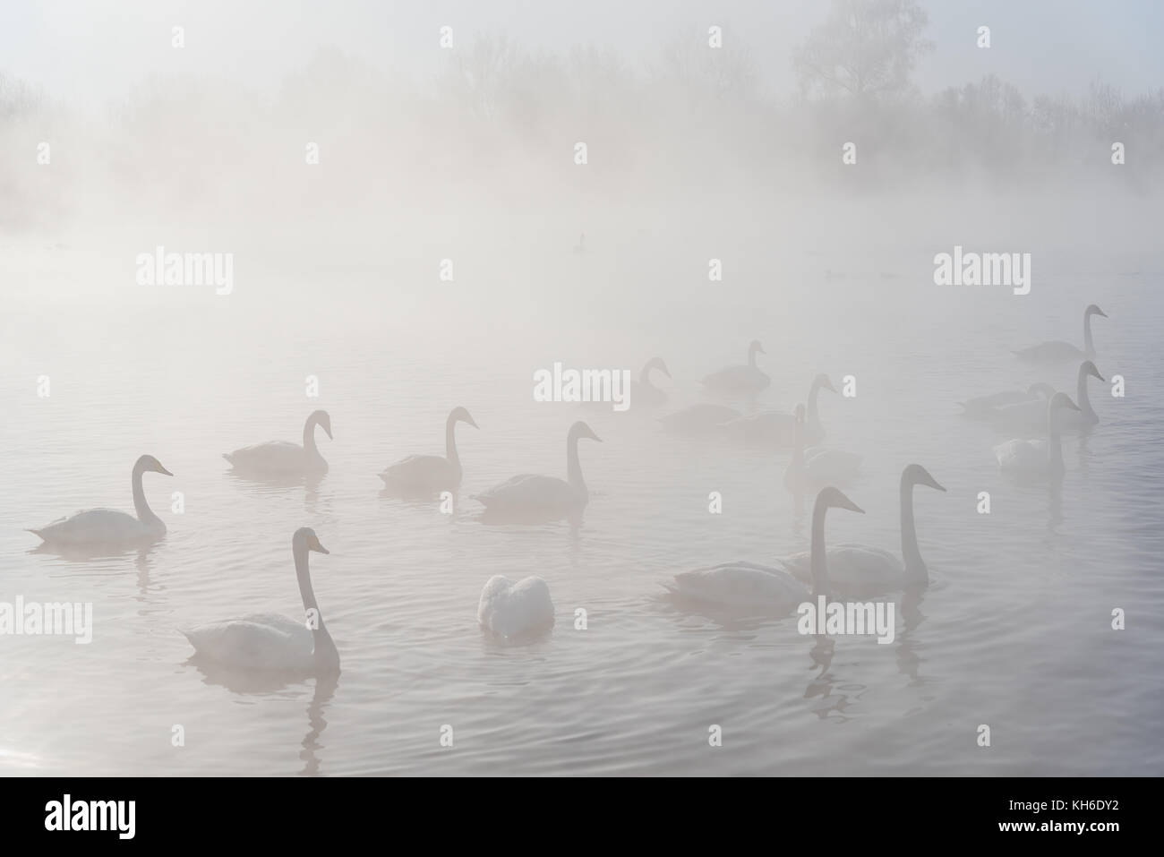 Swans swim in the fog on the ice-lake in the morning sun in winter Stock Photo