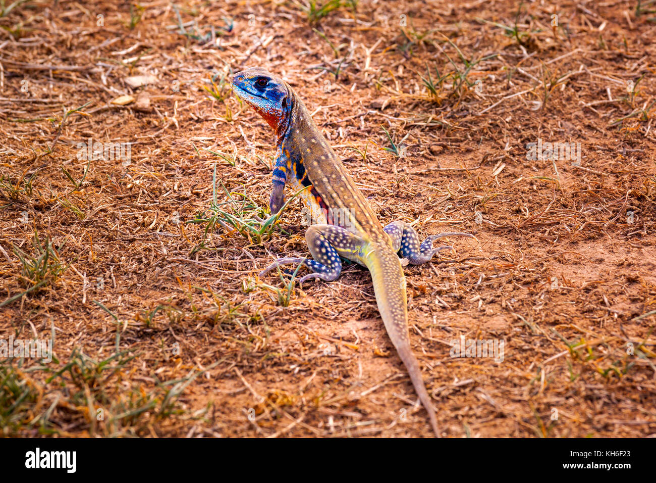 Colorful Thai Butterfly Lizard or Thai Iguana standing on the ground Stock Photo