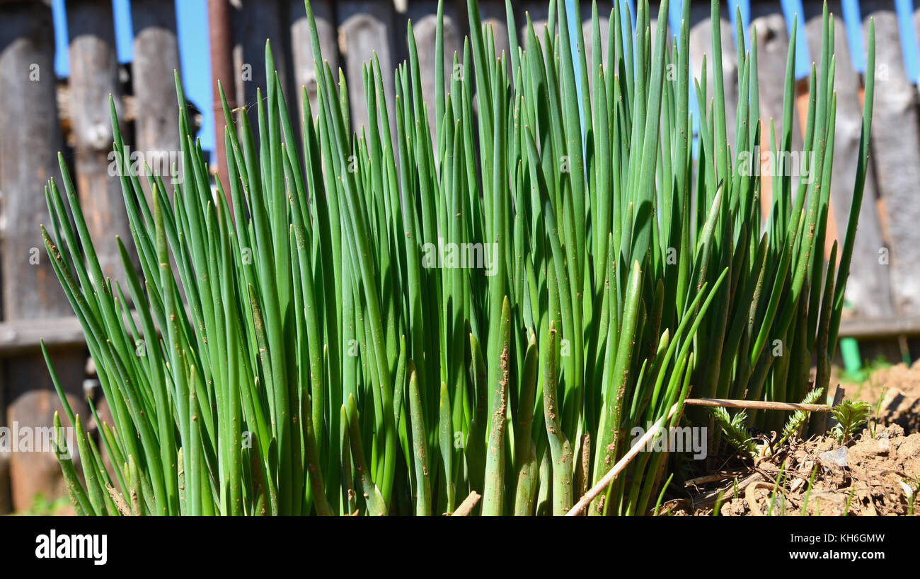 Bunches of young green onions plants growing on a bed in the vegetable