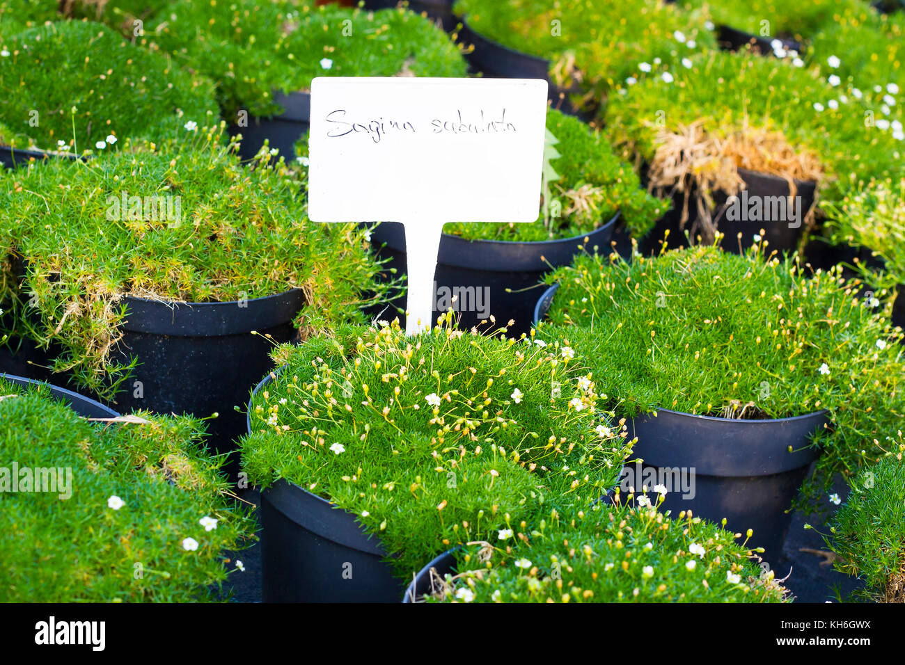 Sagina Subulata blooming plants in pots for sale. Irish moss in flowerpots Stock Photo