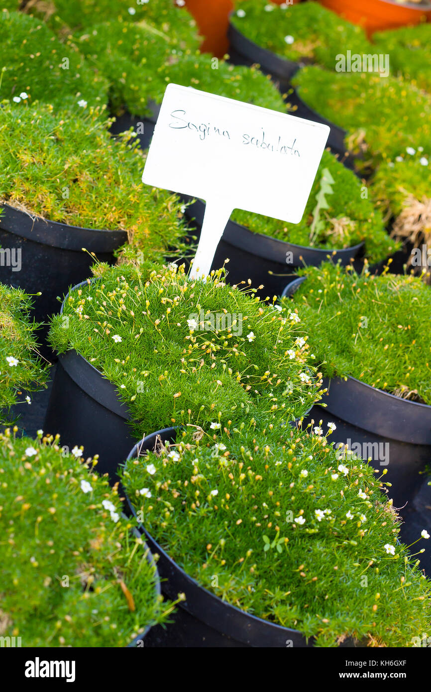 Sagina Subulata blooming plants in pots for sale. Irish moss in flowerpots Stock Photo
