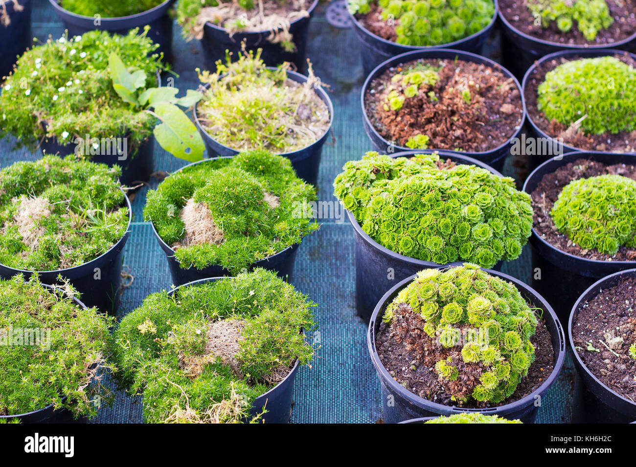 Sagina blooming plants and Saxifraga plants and in black pots for sale at garden center Stock Photo