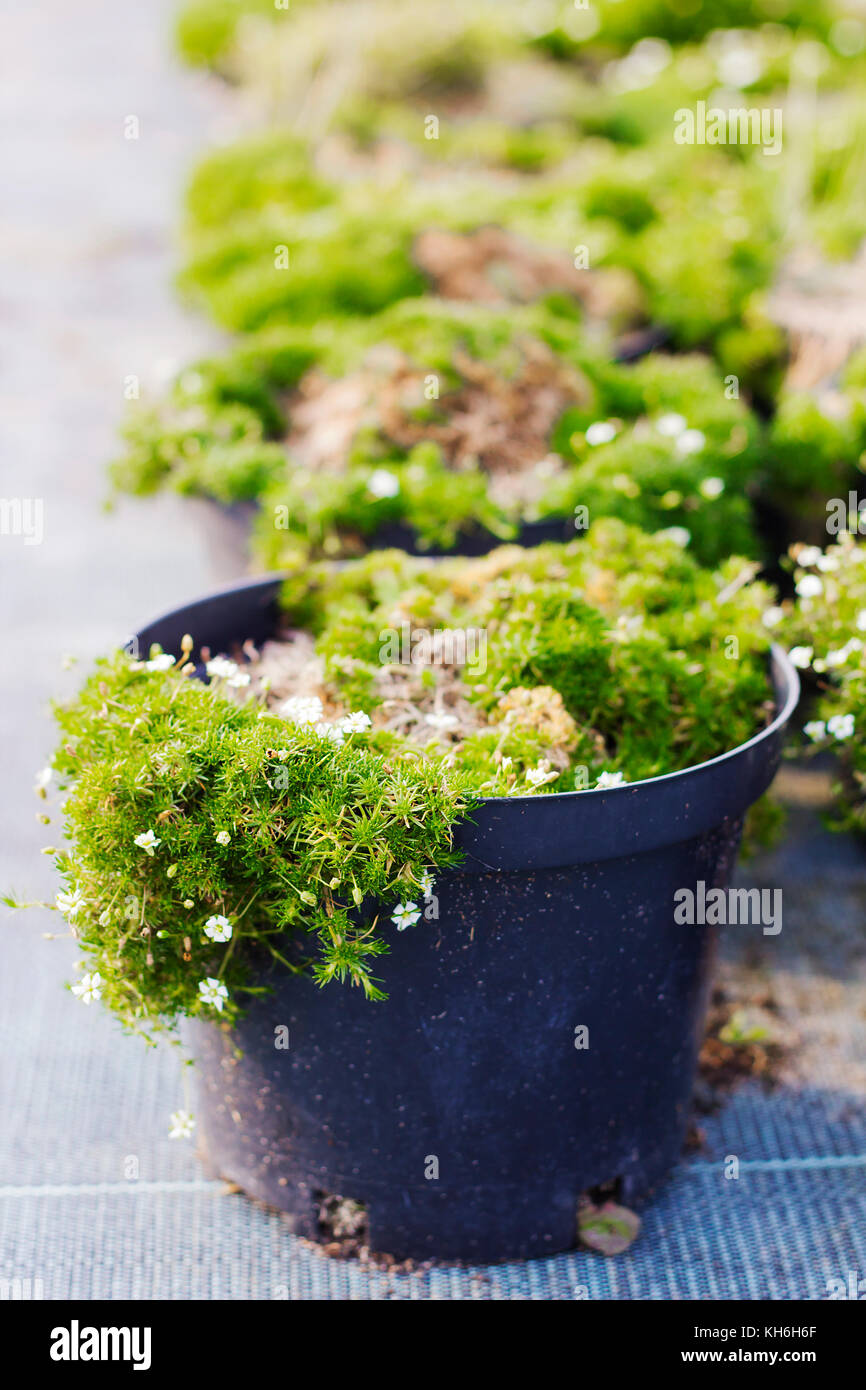 Sagina blooming plants in pots for sale. Irish moss in flowerpots Stock Photo