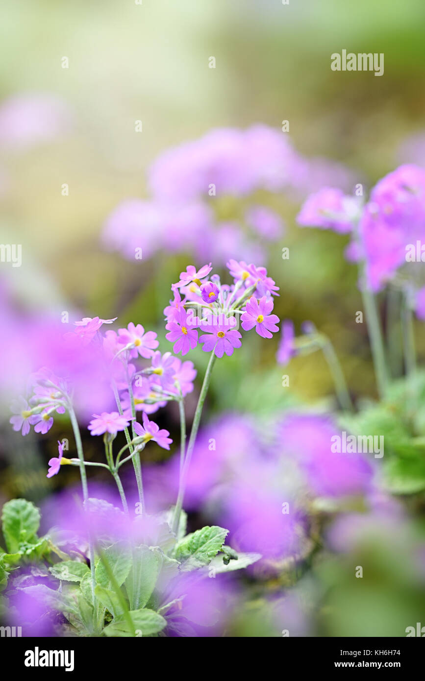 The tiny purple flowers of Primula Frondosa also known as the Leafy Primrose or  Bird's Eye Primrose, image taken against a soft hazy background Stock Photo