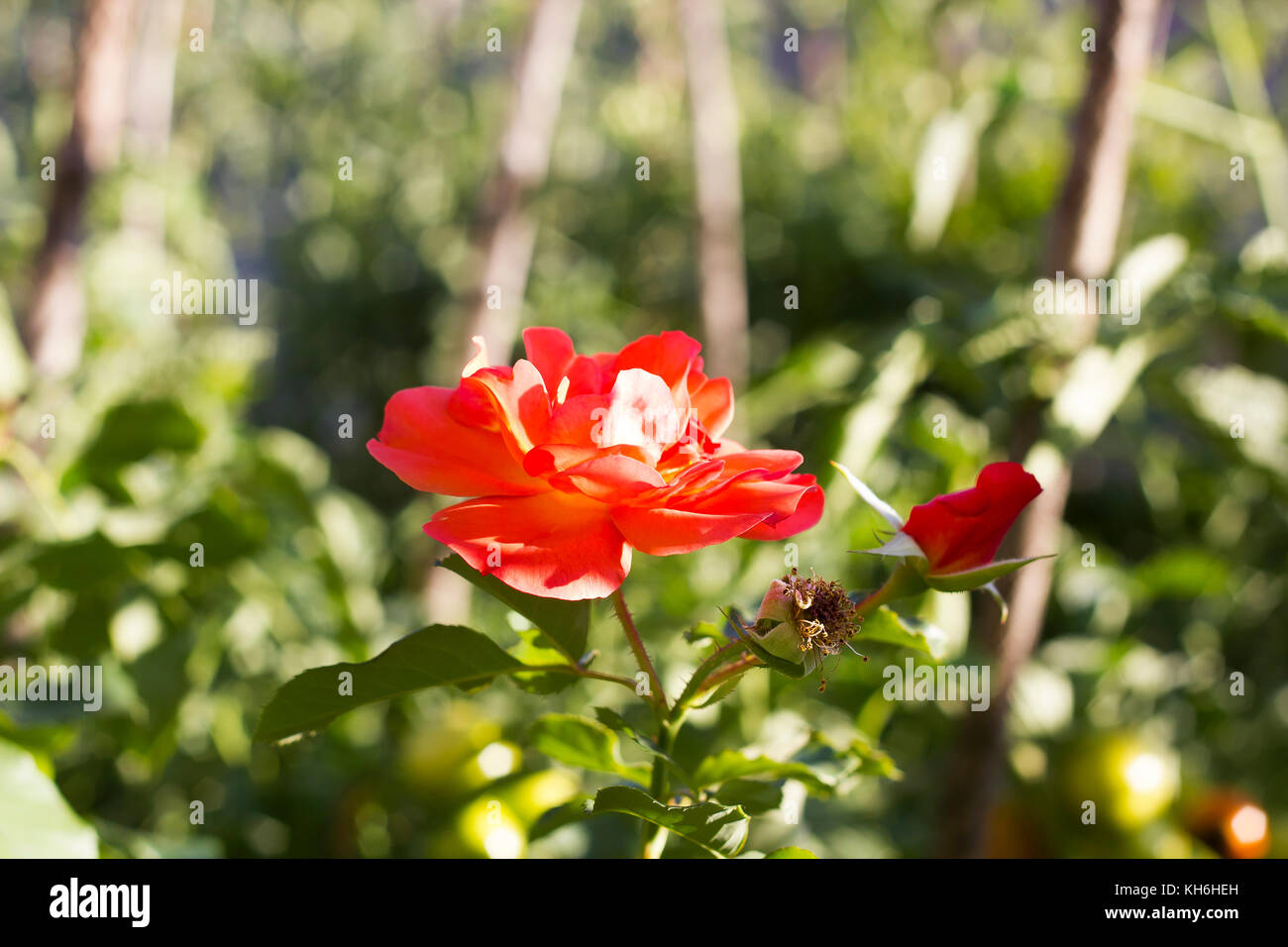 Side view orange rose hi-res stock photography and images - Alamy