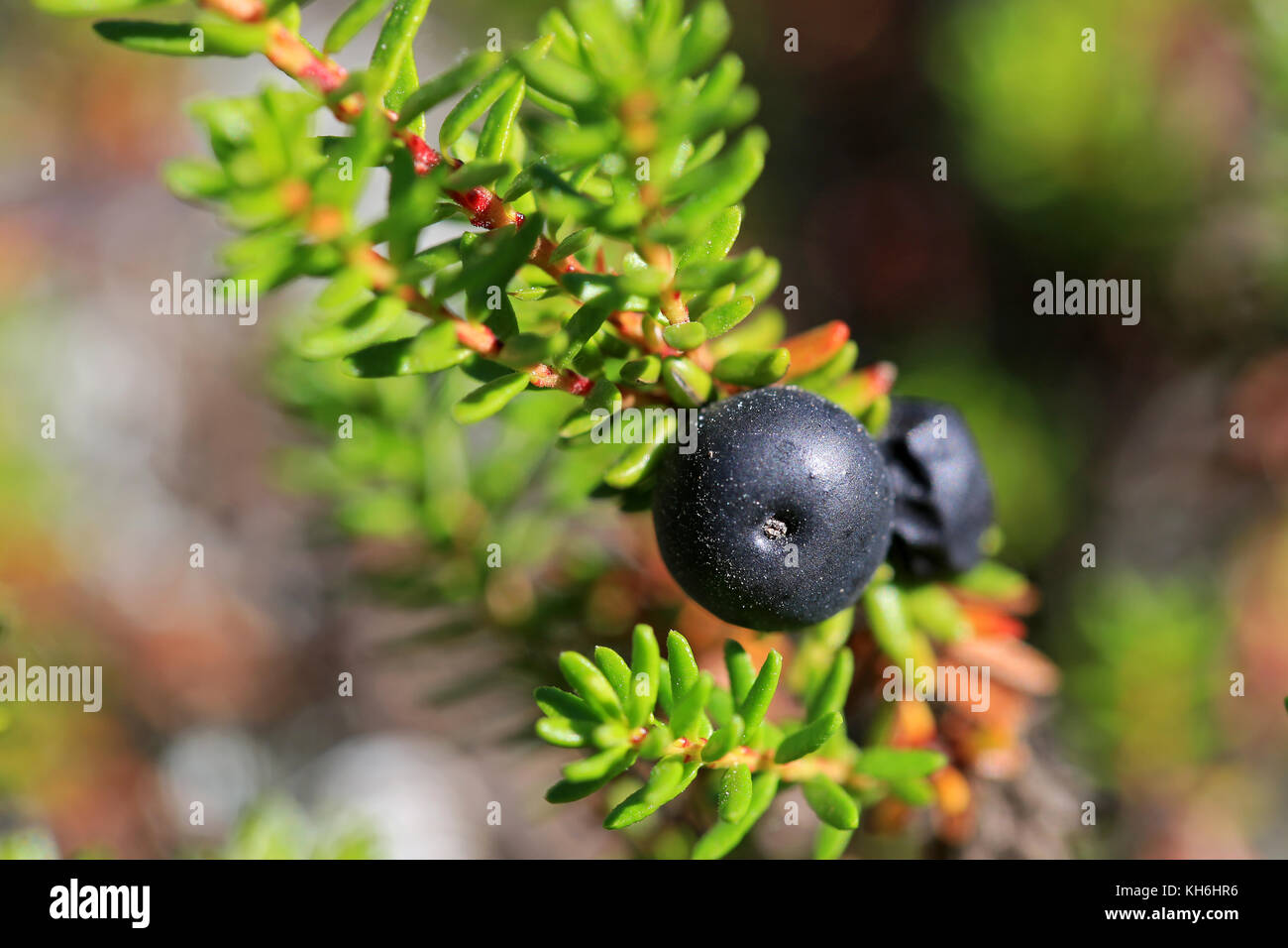 Extreme close up of  Black Crowberry or Empetrum nigrum berries. Shallow depth of field. Stock Photo