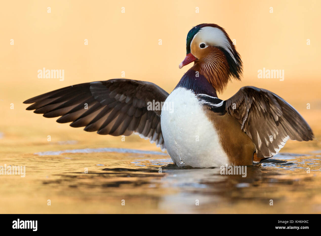 Mandarin Duck / Mandarinente ( Aix galericulata ), pretty male, stretching, spreading wings, fluttering, bright golden october light, Europe. Stock Photo