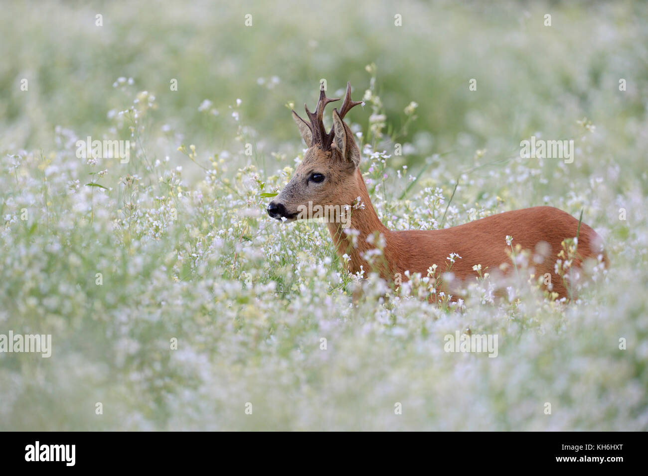 Roe Deer ( Capreolus capreolus ), strong buck with nice antlers, standing, hiding in a flowering springlike meadow, a sea of blossoms, Europe. Stock Photo