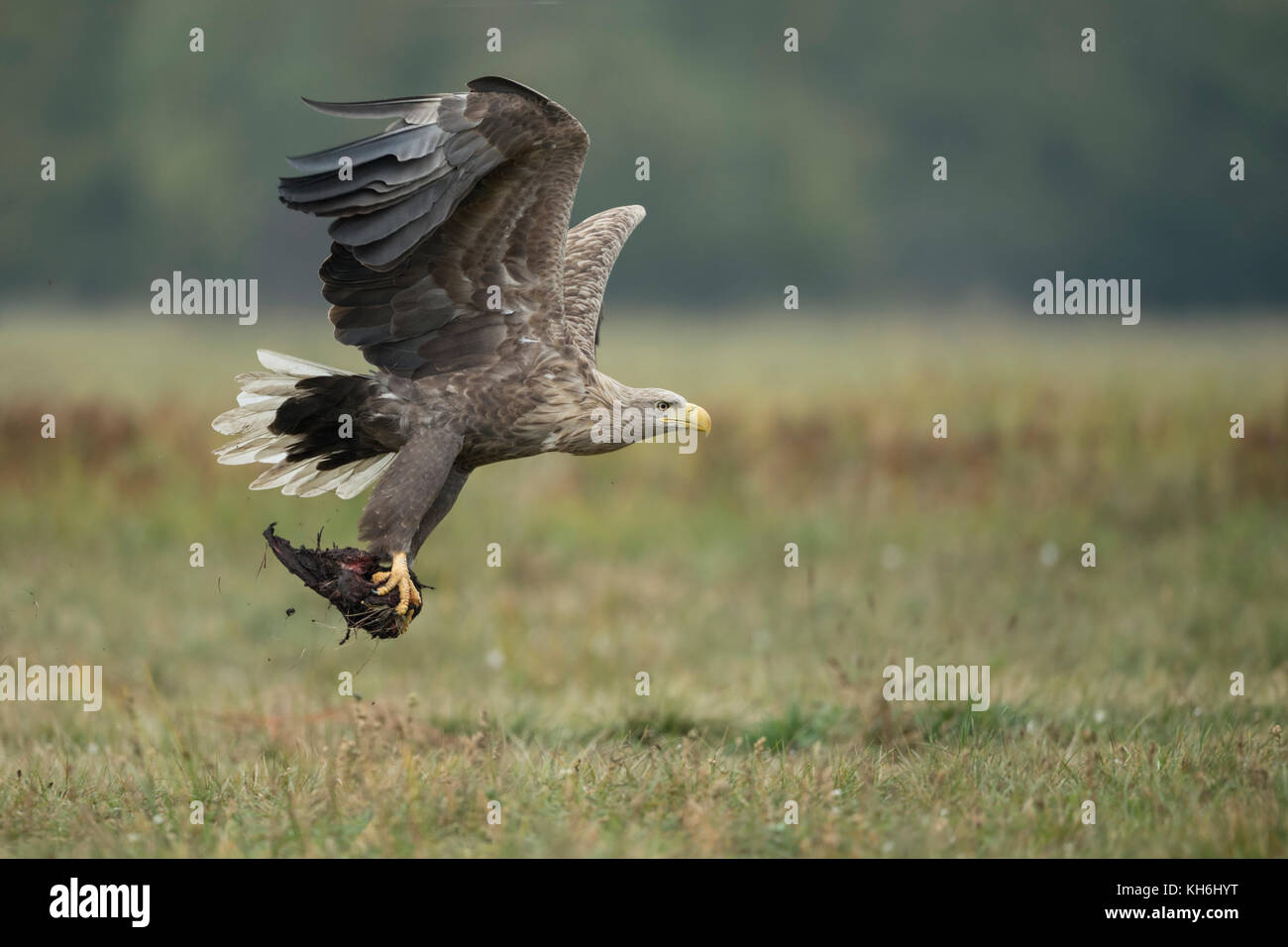 White-tailed Eagle / Sea Eagle ( Haliaeetus albicilla ) old adult in flight, taking off, carrying carrion in its huge talons,  wildlife, Europe. Stock Photo