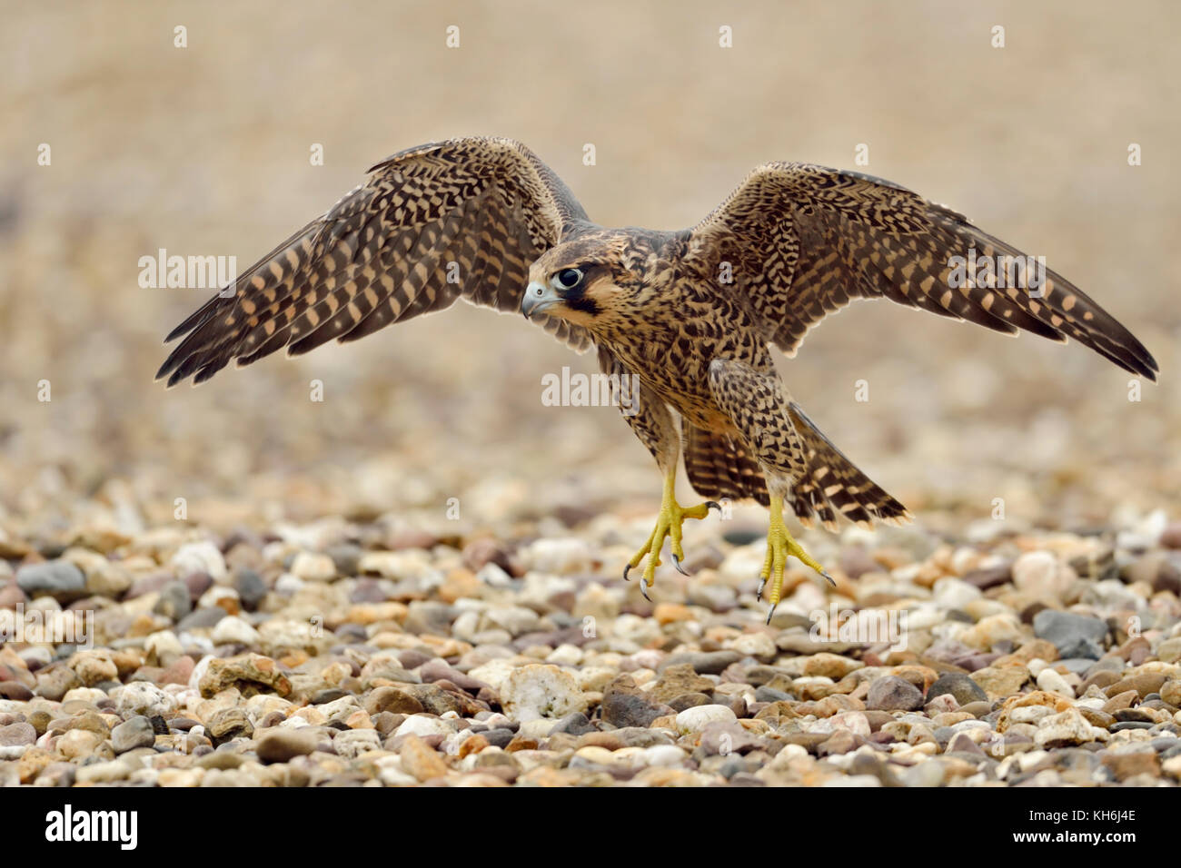 Peregrine Falcon ( Falco peregrinus ), young adolescent, training its flight skills on the gravelled roof of an industrial building, wildlife, Europe. Stock Photo