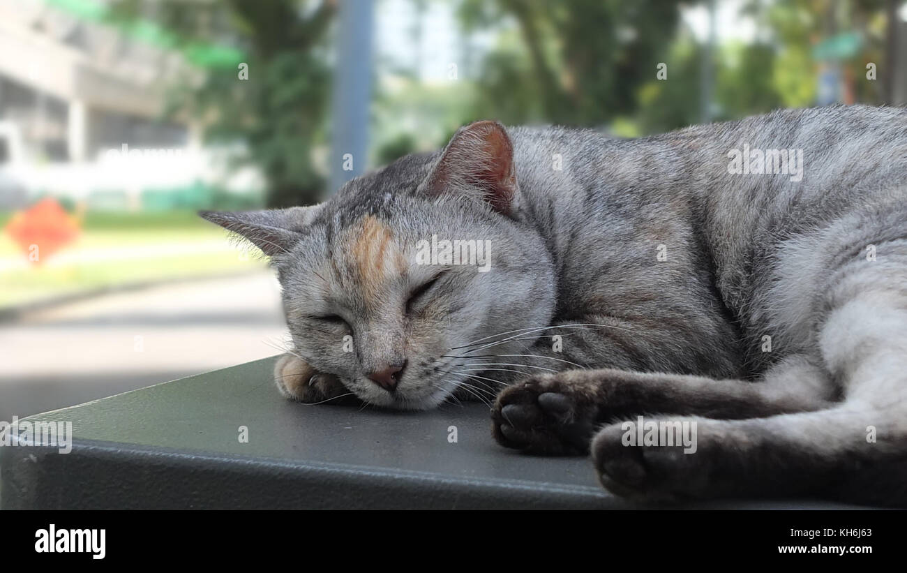 Cat resting in the hot afternoon, Singapore. Stock Photo