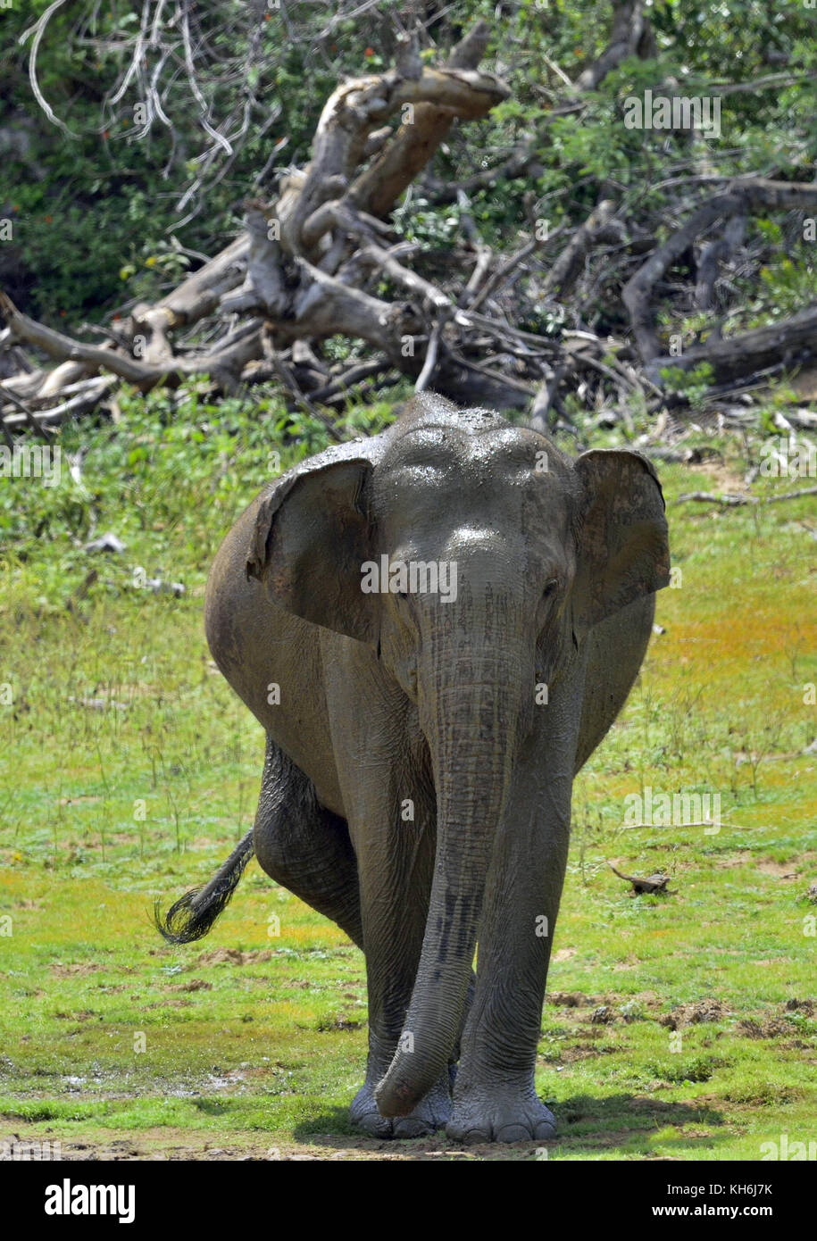 The walk adult  Male of Sri Lankan elephant (Elephas maximus maximus). Stock Photo