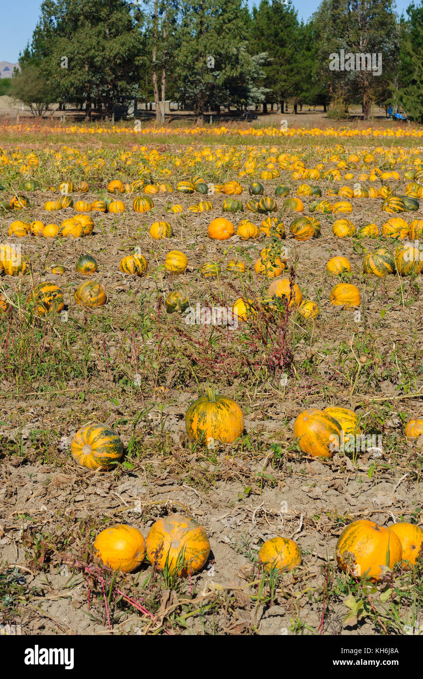 Yellow pumpkins ripening in the summer sun in rural Havelock North Hawkes Bay New Zealand Stock Photo