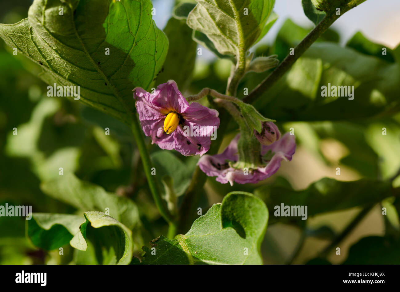Flowering, flower, flowers, Eggplant, Aubergine on plant, Spain Stock