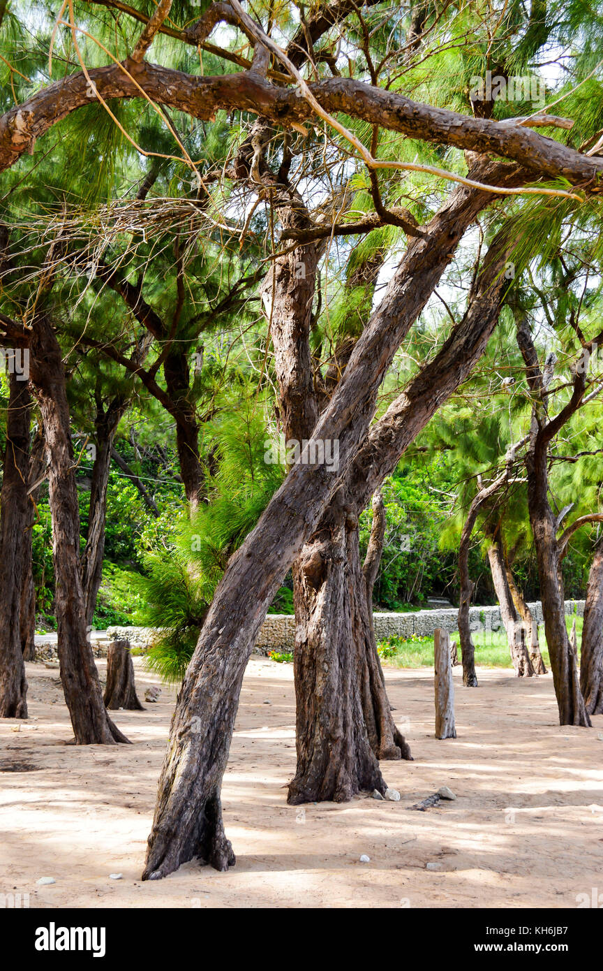 Bath Beach; Bath; St. John; Barbados Stock Photo Alamy