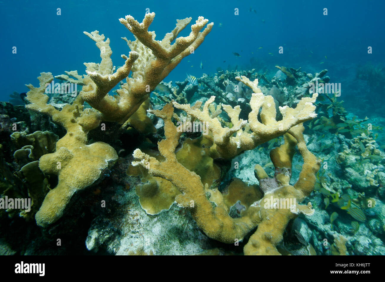 Elkhorn coral, Acropora palmata Stock Photo