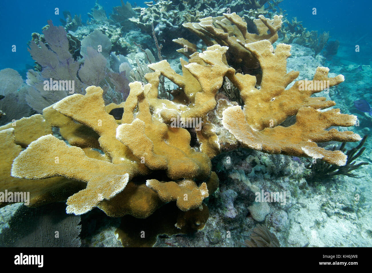 Elkhorn coral, Acropora palmata, a Critically Endangered species, Stock Photo