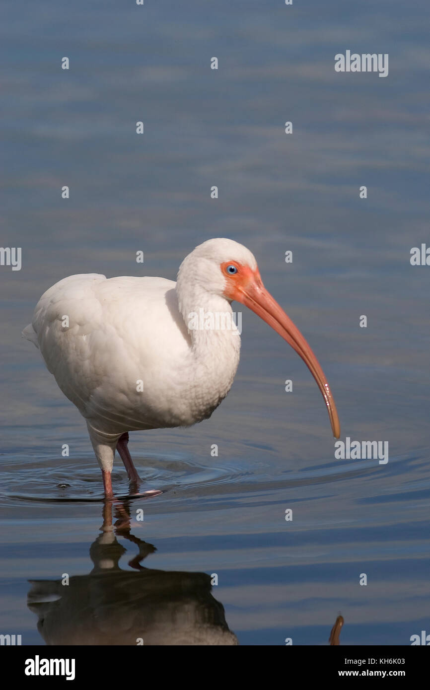 American White Ibis (Eudocimus albus), Everglades National Park, Florida Stock Photo