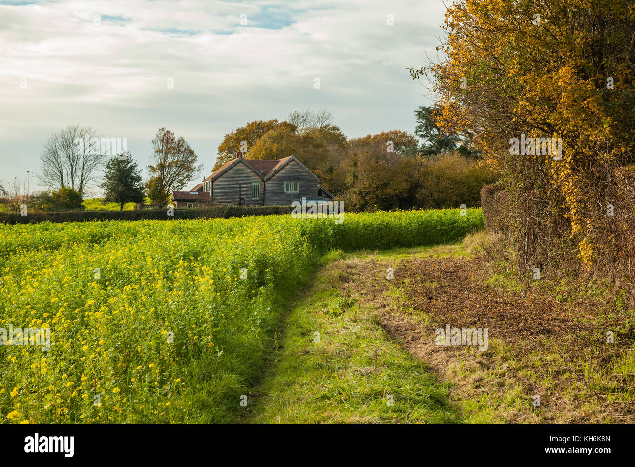 Autumn afternoon in the West Sussex countryside, England. Stock Photo