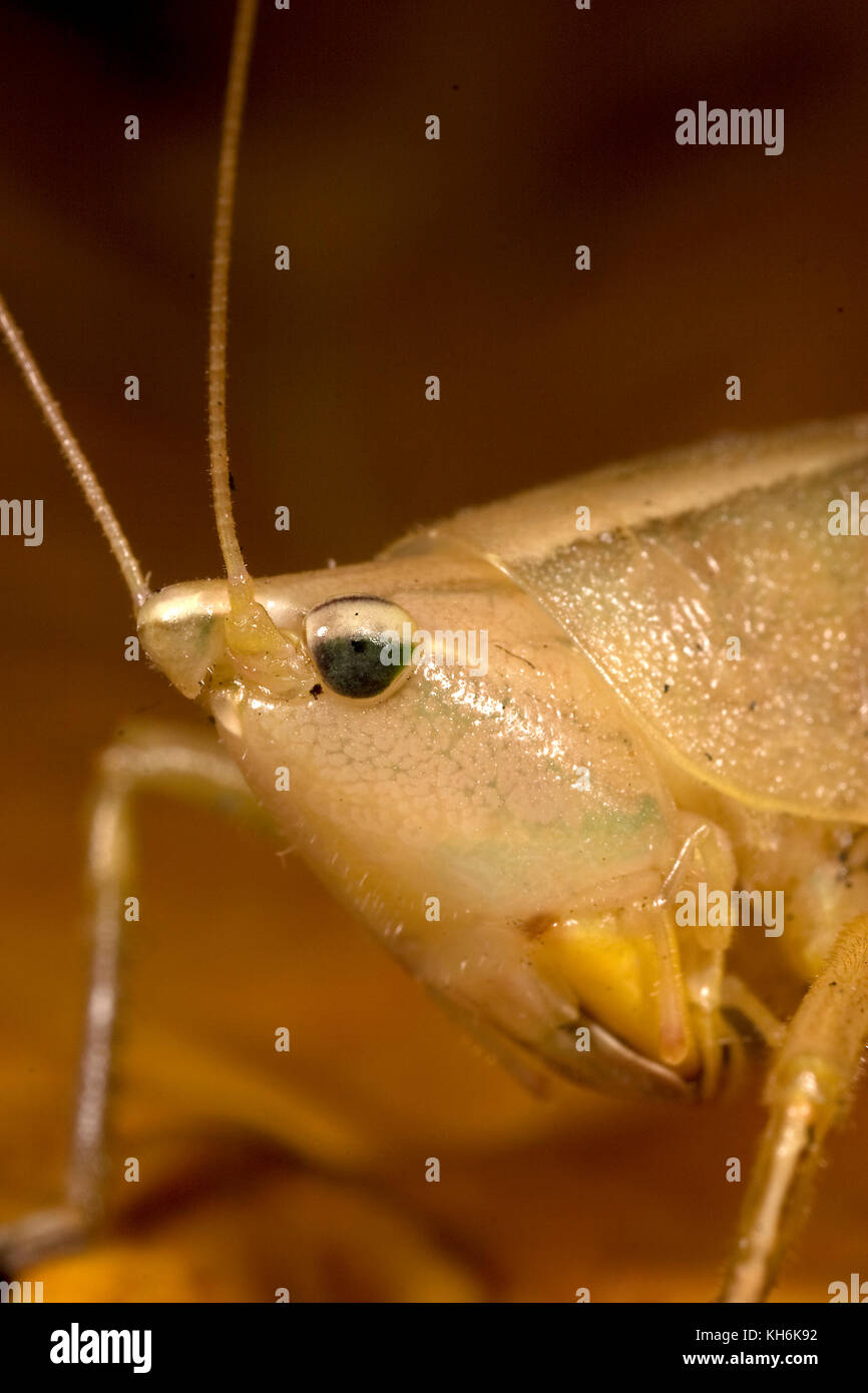 Brown Conehead Katydid, possibly: Pyrgocorypha uncinata Stock Photo